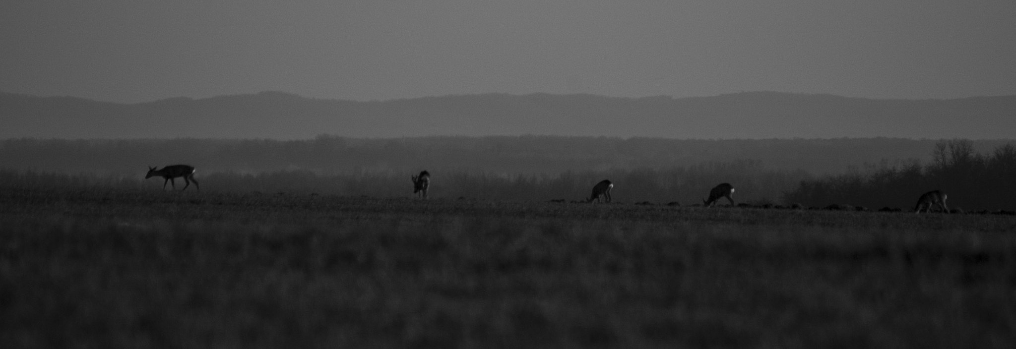 Nikon D70s sample photo. Roes photography