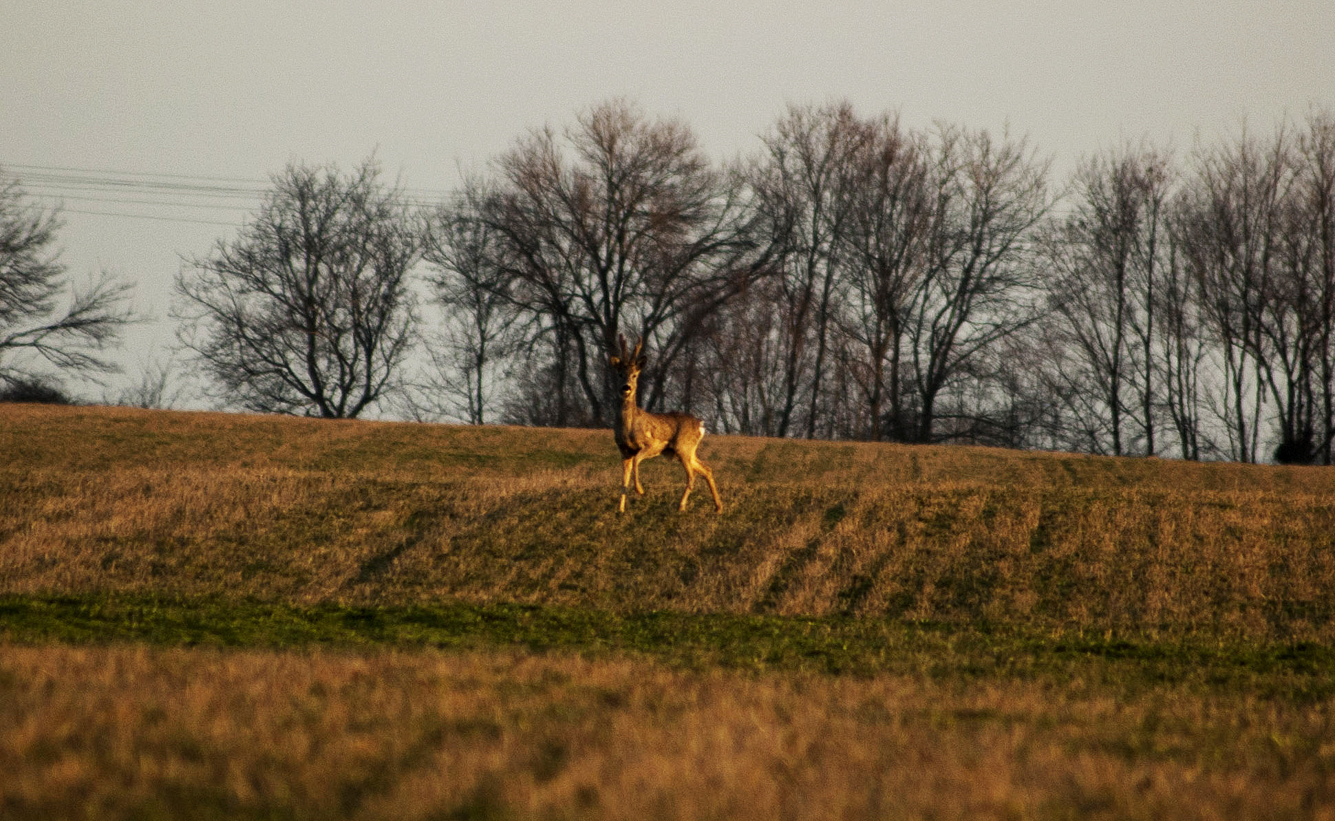 Nikon D70s sample photo. Roe photography