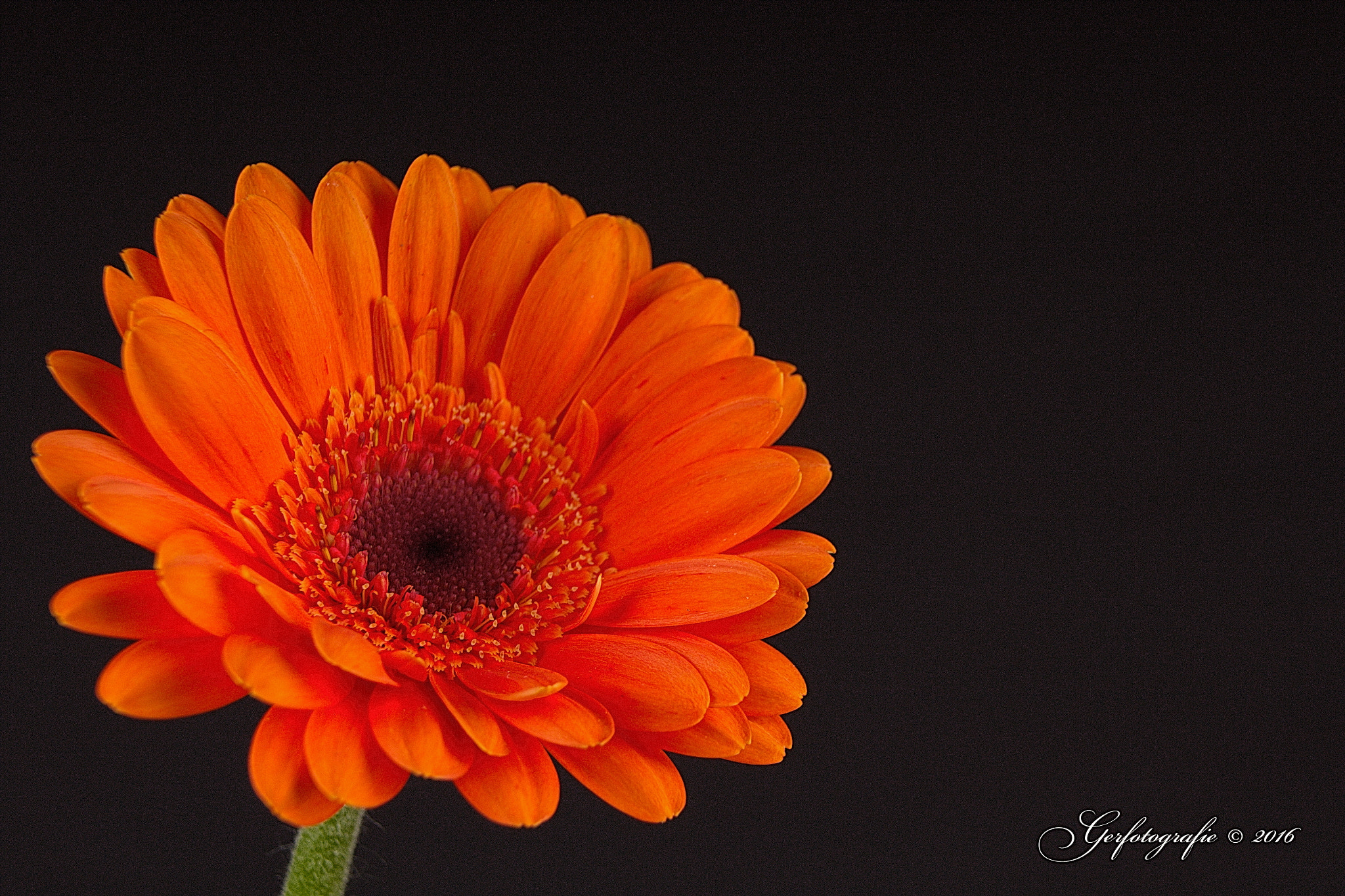 Canon EF-S 18-55mm F3.5-5.6 sample photo. Orange gerbera photography