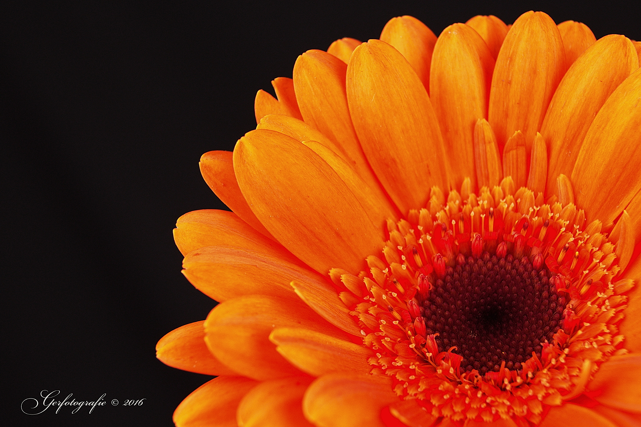 Canon EF-S 18-55mm F3.5-5.6 sample photo. Gerbera macro photography