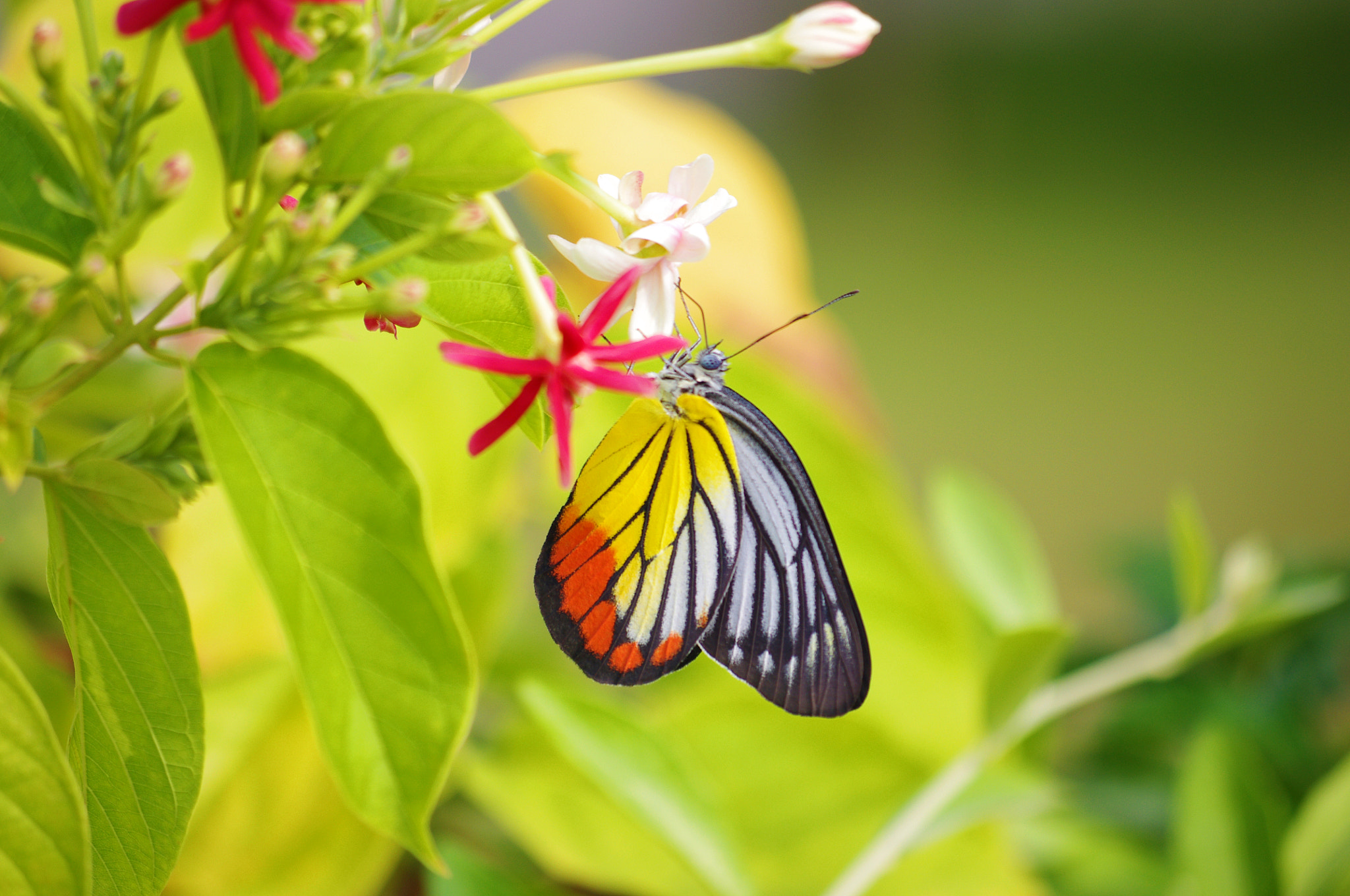 Pentax K-x sample photo. Butterfly photography