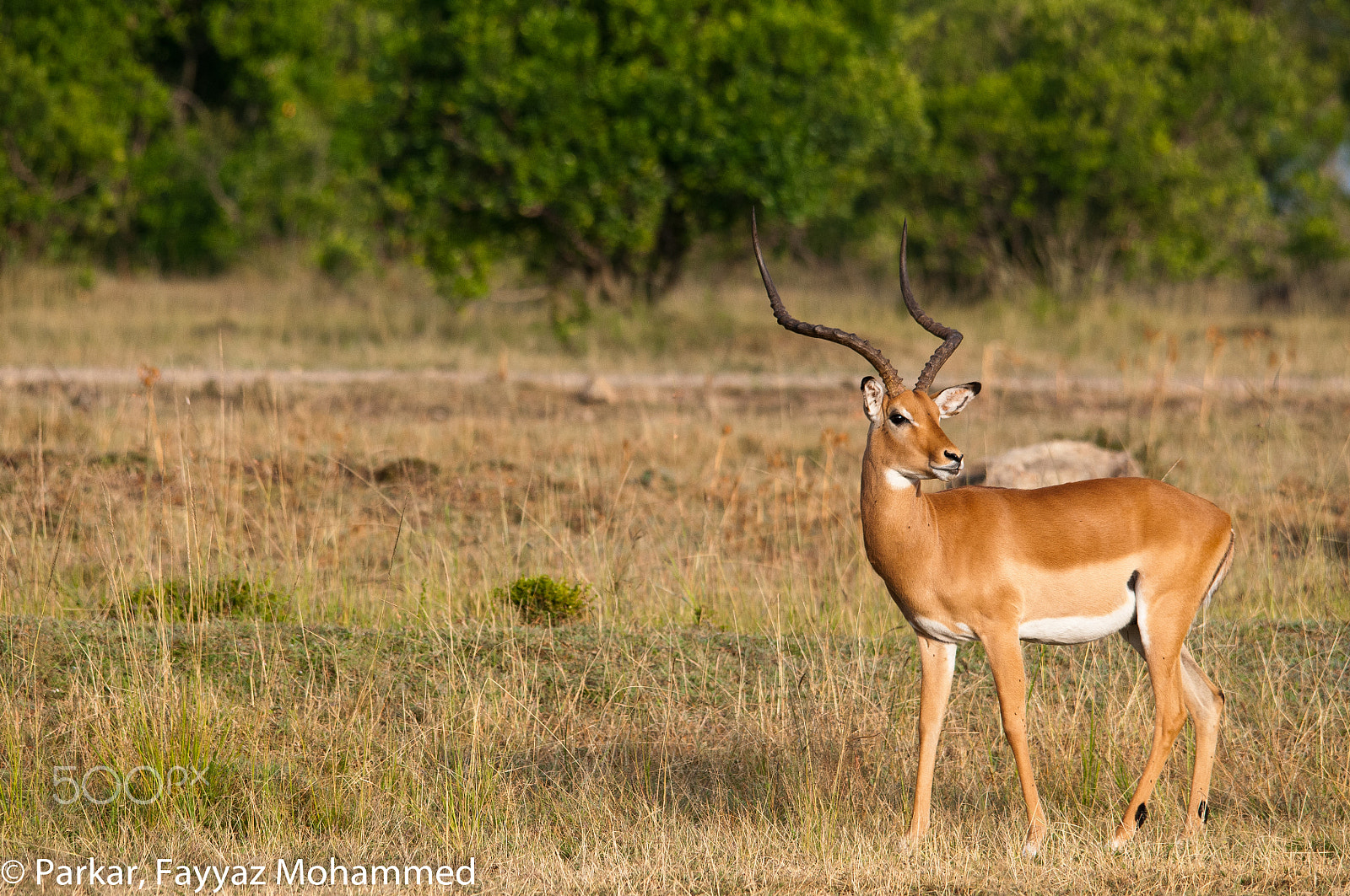 Sigma 150-500mm F5-6.3 DG OS HSM sample photo. Impala photography