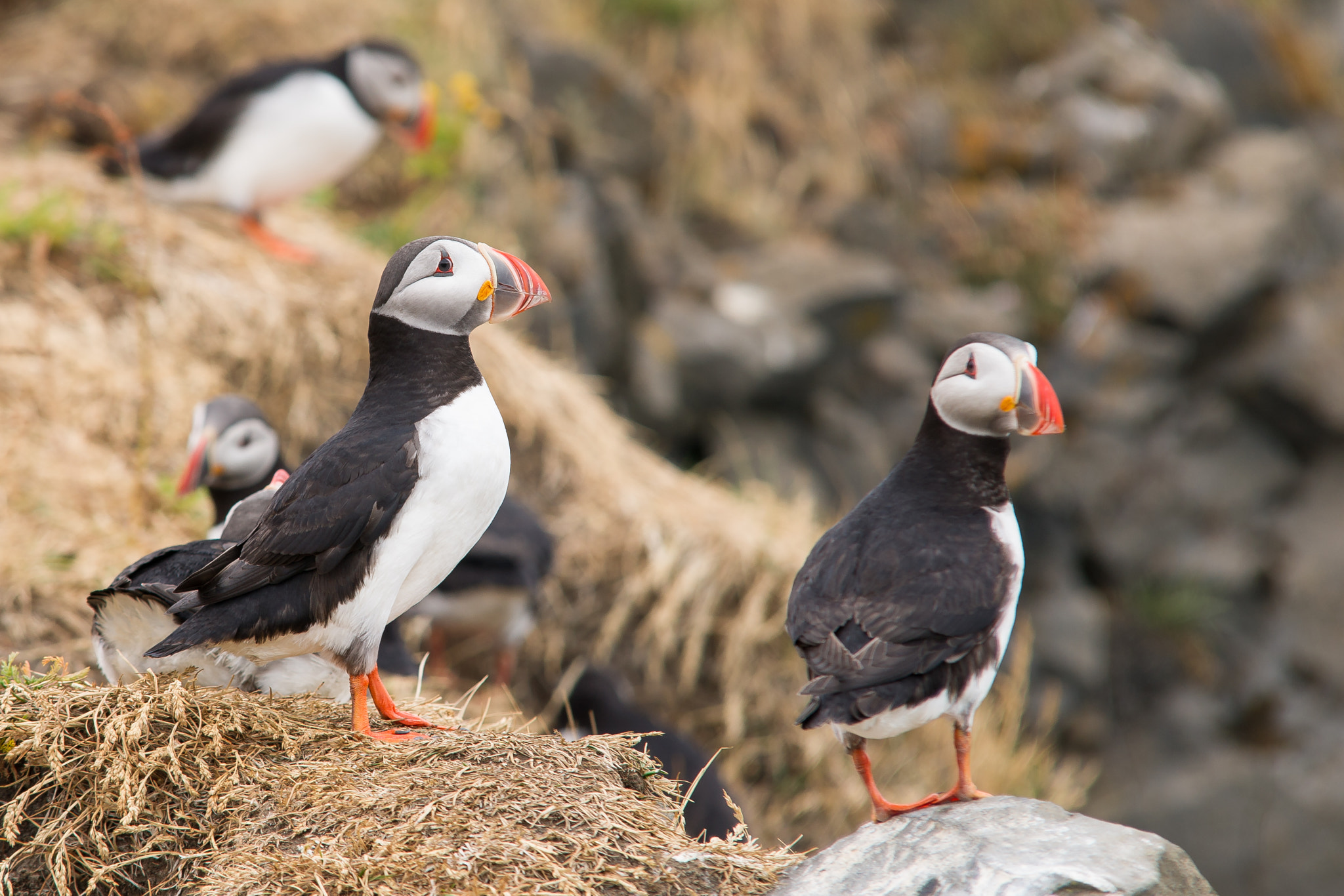 Sony Alpha DSLR-A850 + 70-200mm F2.8 sample photo. Puffin photography