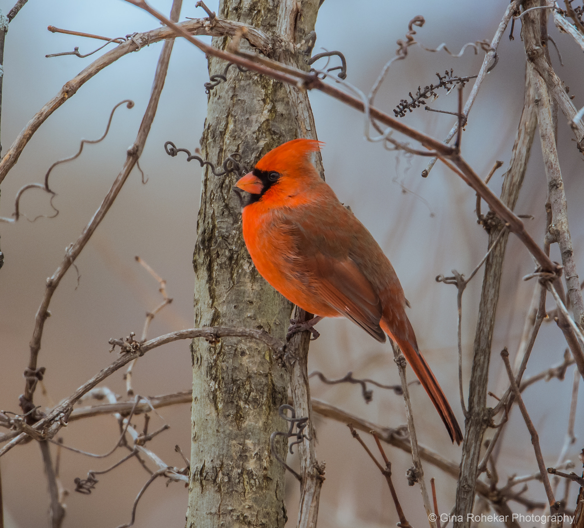 Nikon Nikkor AF-S 300mm F4E PF ED VR sample photo. Winter cardinal photography