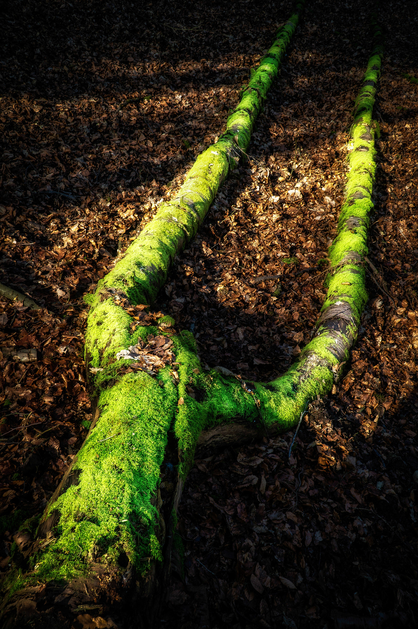 Sony Alpha NEX-6 + Sony E PZ 18-105mm F4 G OSS sample photo. The big tuning fork photography