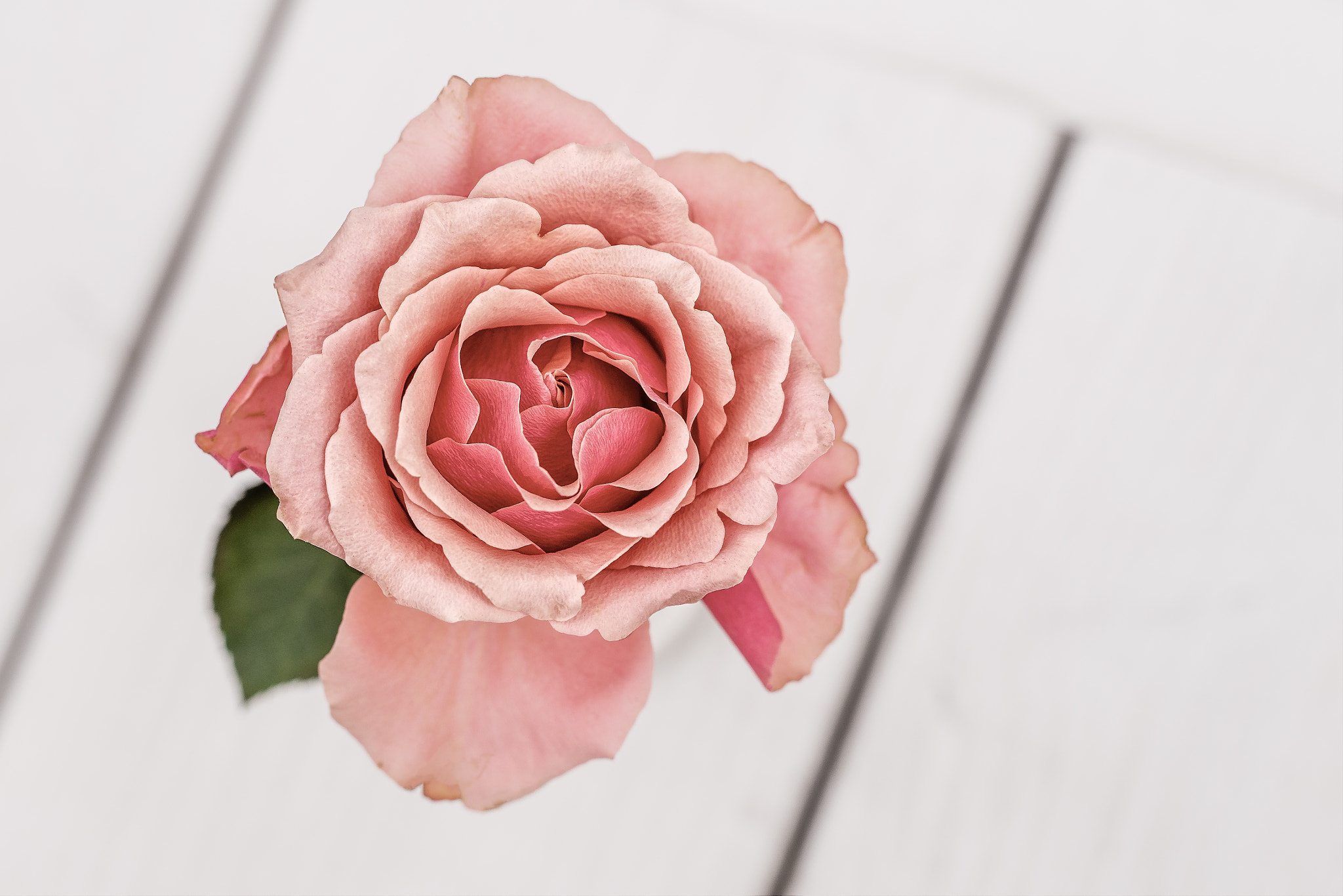 Sigma 50mm F1.4 EX DG HSM sample photo. Rose photography