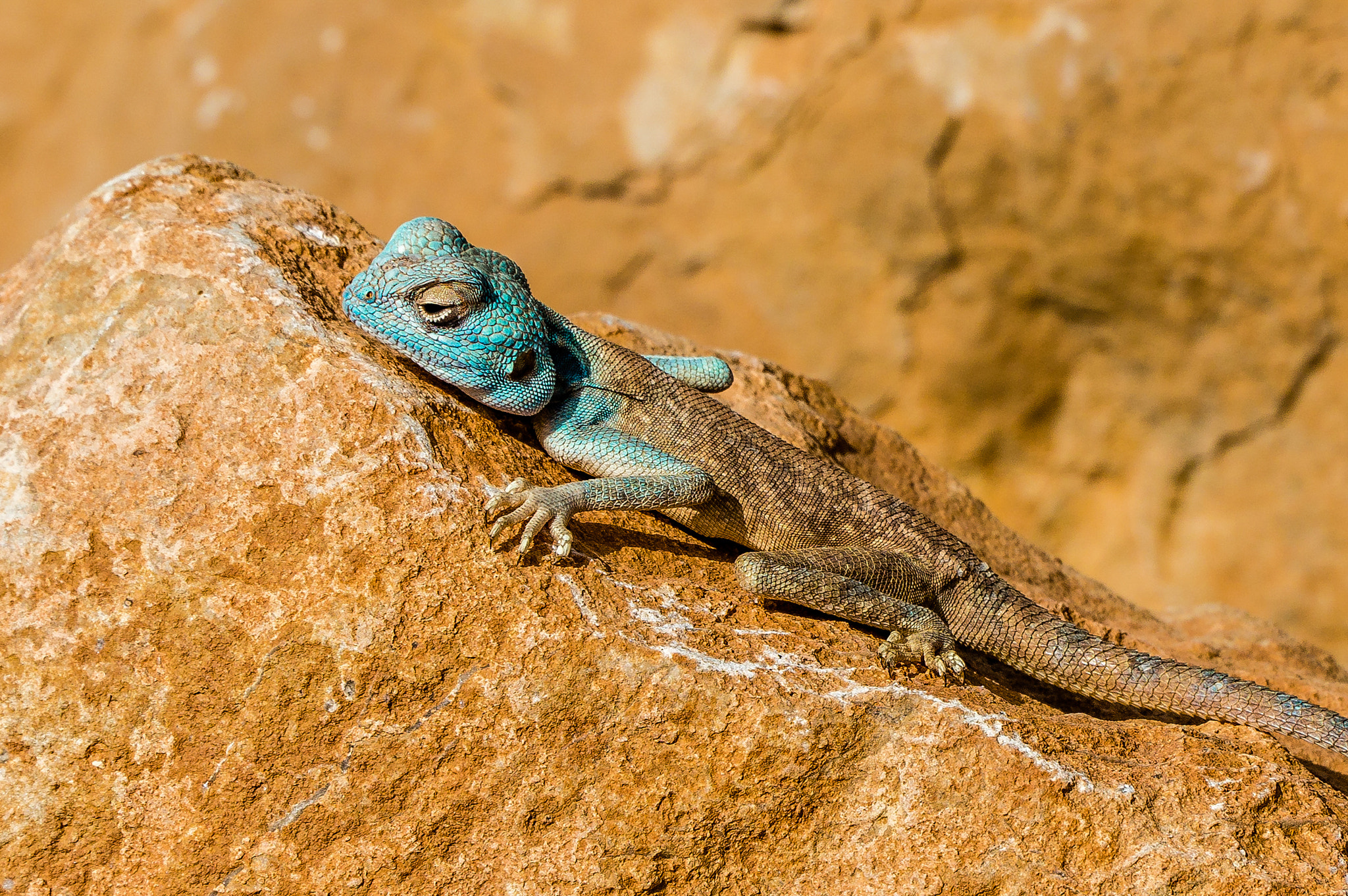 Sony Alpha NEX-6 + Sony E PZ 18-105mm F4 G OSS sample photo. Lizard 1 photography