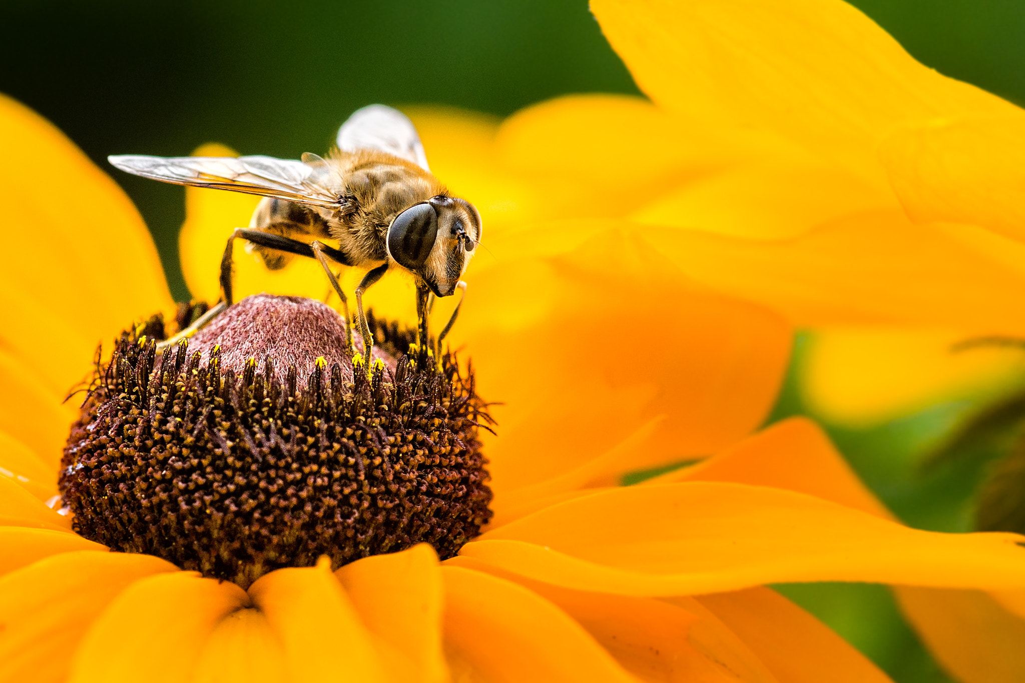 Sony a99 II + Sigma 30mm F1.4 EX DC HSM sample photo. Hoverfly photography