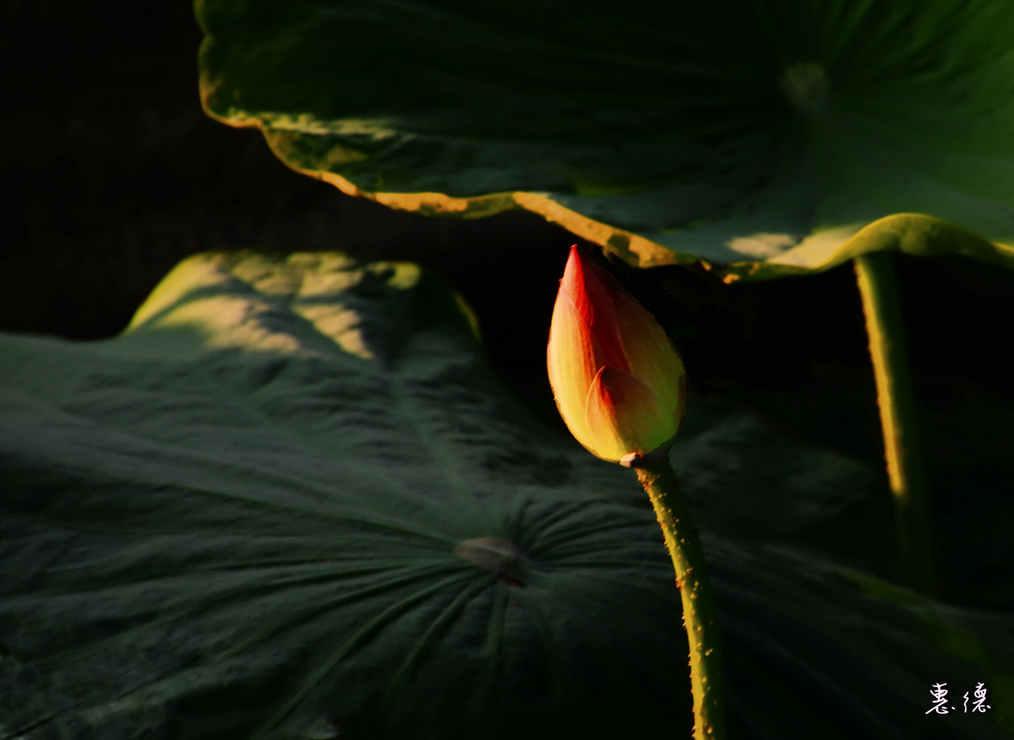 Canon EOS 760D (EOS Rebel T6s / EOS 8000D) sample photo. 383.jpg photography
