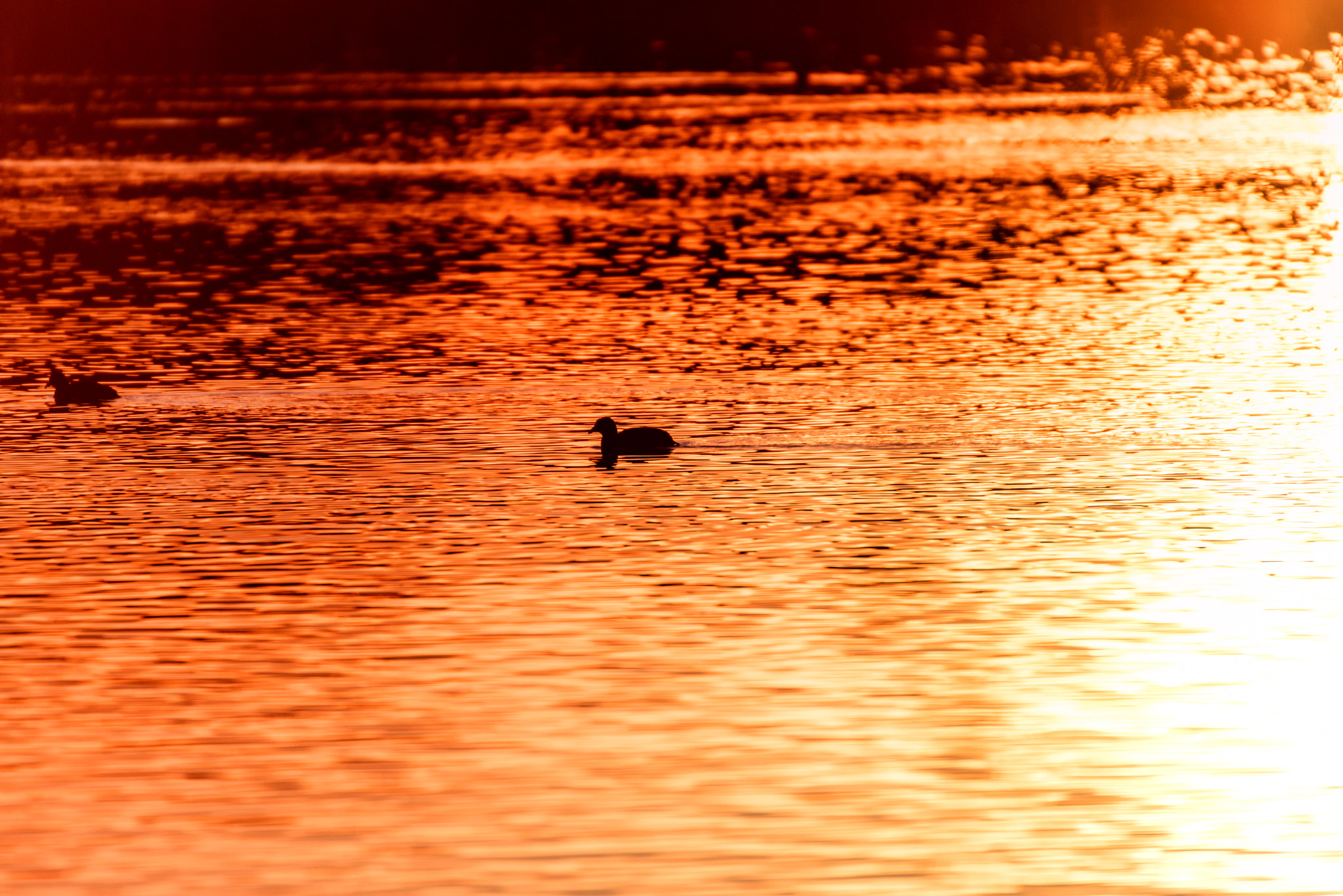 Sigma 50-500mm F4.5-6.3 DG OS HSM sample photo. Two ducks photography