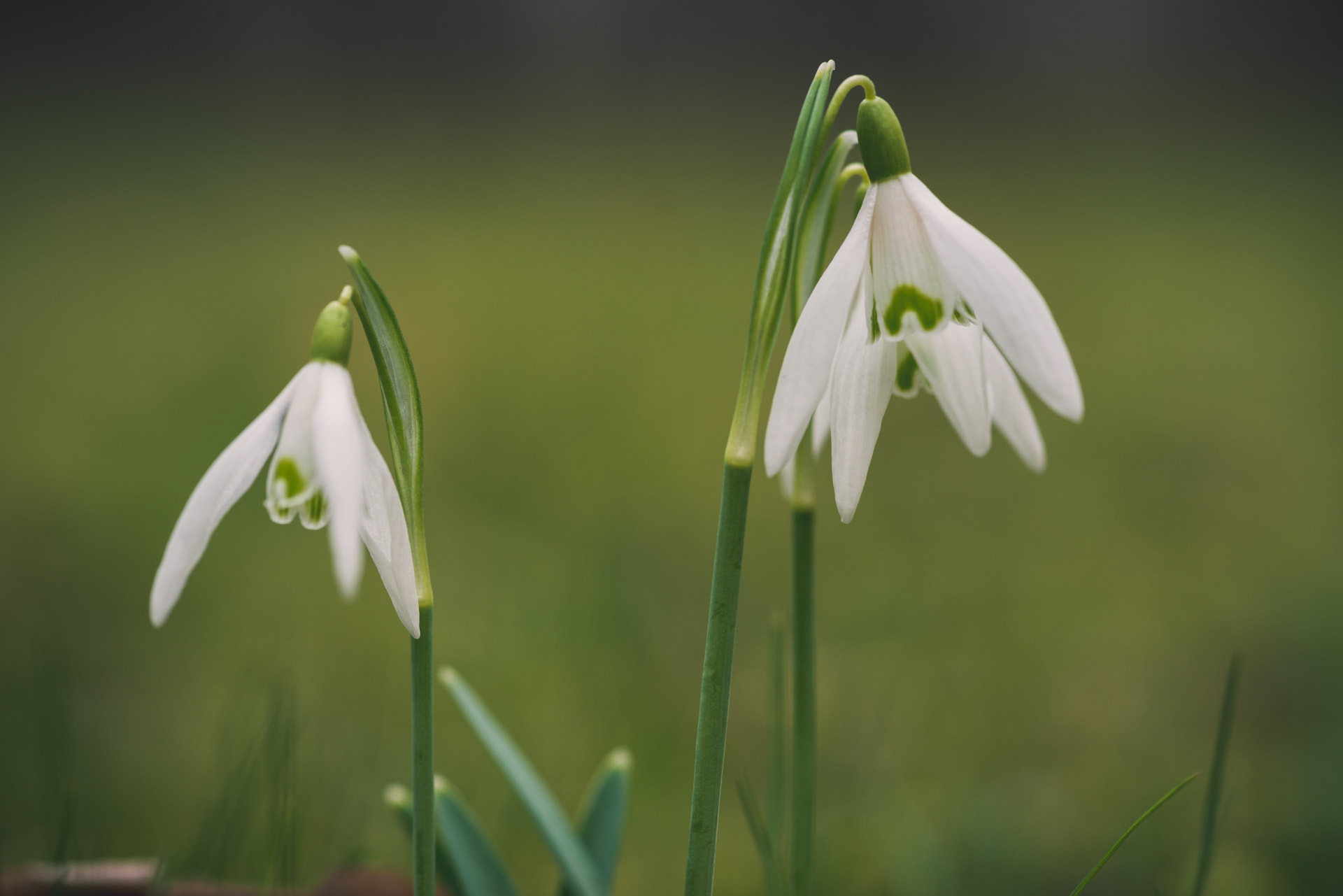 Nikon D800 + AF Micro-Nikkor 105mm f/2.8 sample photo. When snow drops photography