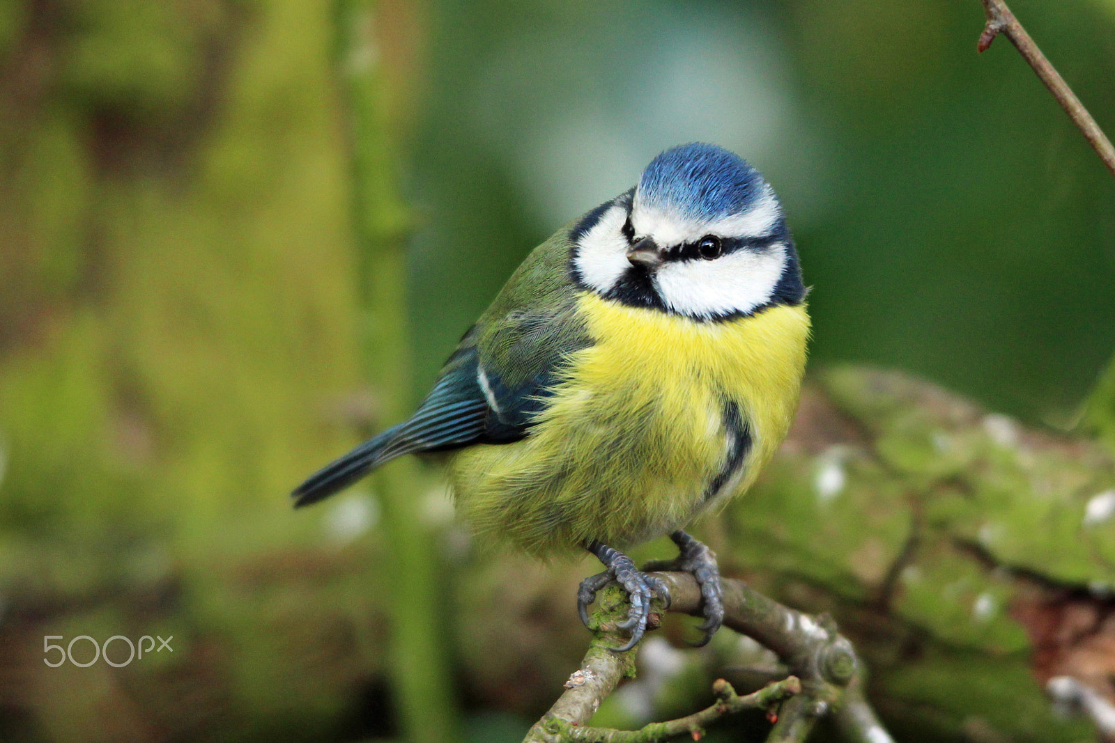 Sigma 150-500mm F5-6.3 DG OS HSM sample photo. Blue tit photography