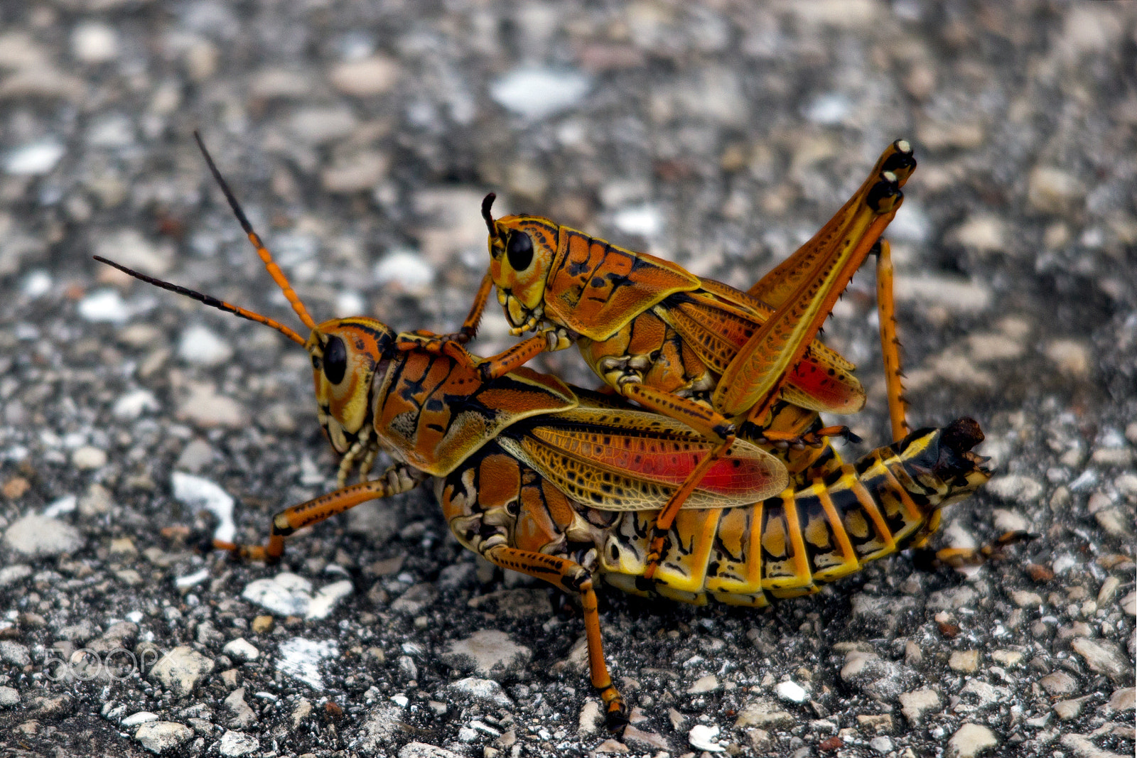 Sigma 150-500mm F5-6.3 DG OS HSM sample photo. Lubber grasshopper photography