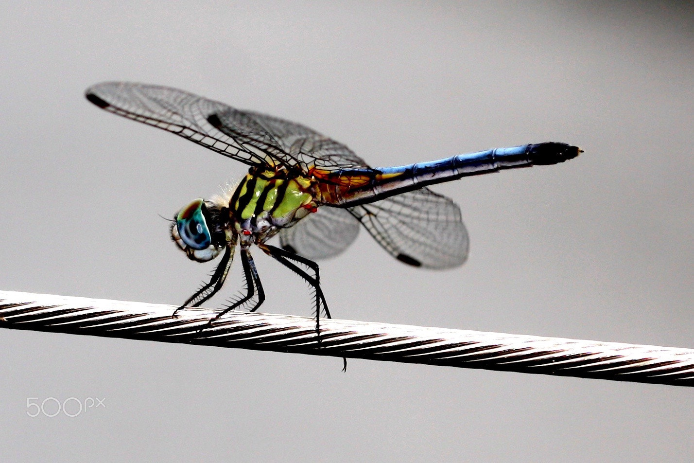 Canon EOS 450D (EOS Rebel XSi / EOS Kiss X2) sample photo. Colorfull dragonfly photography