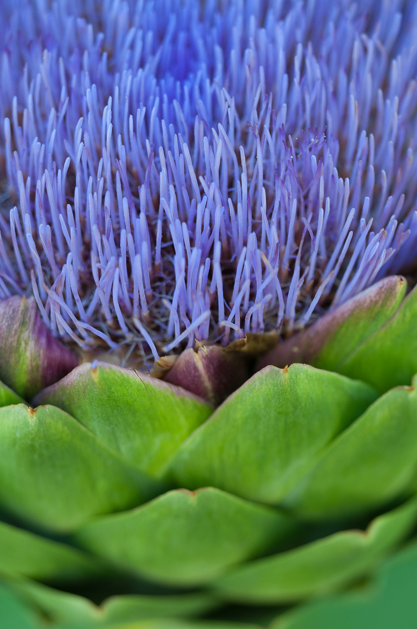 Sigma 150mm F2.8 EX DG OS Macro HSM sample photo. Artichoke_2 photography