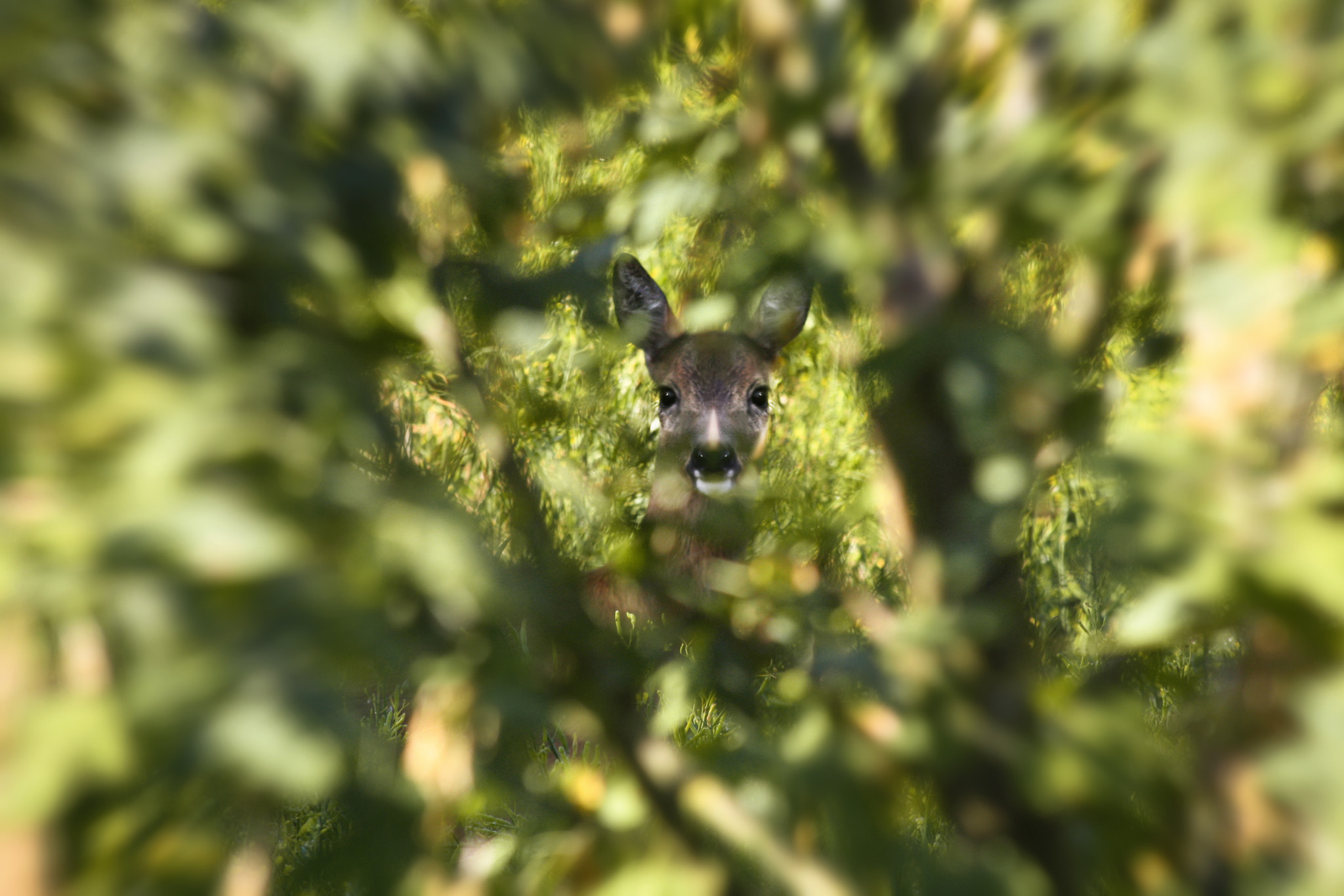 Canon EF 70-300mm F4-5.6 IS USM sample photo. Peekaboo photography