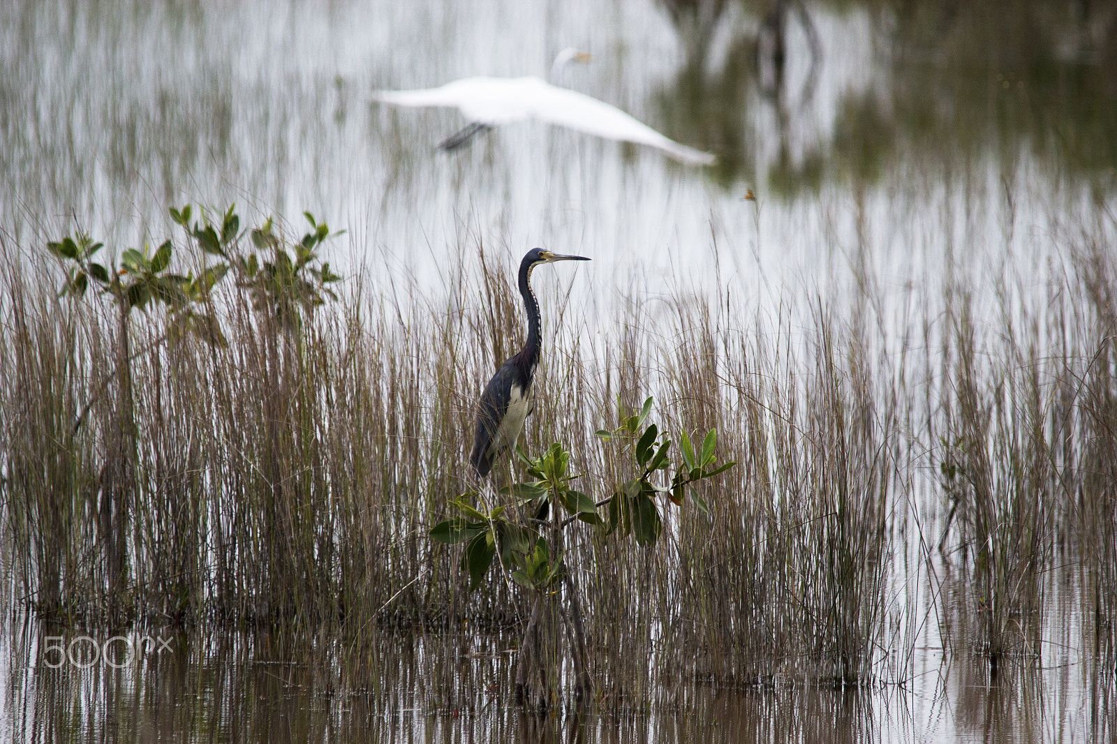Sigma 150-500mm F5-6.3 DG OS HSM sample photo. The tricoloured heron photography