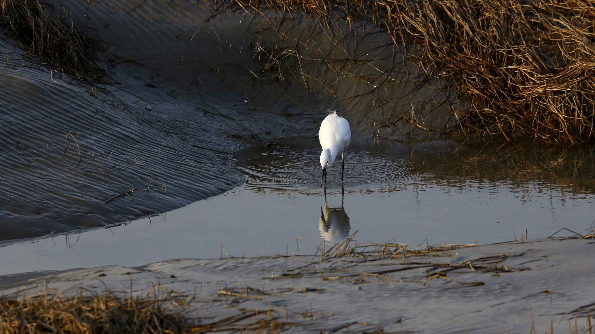 Canon EF 70-300mm F4-5.6L IS USM sample photo
