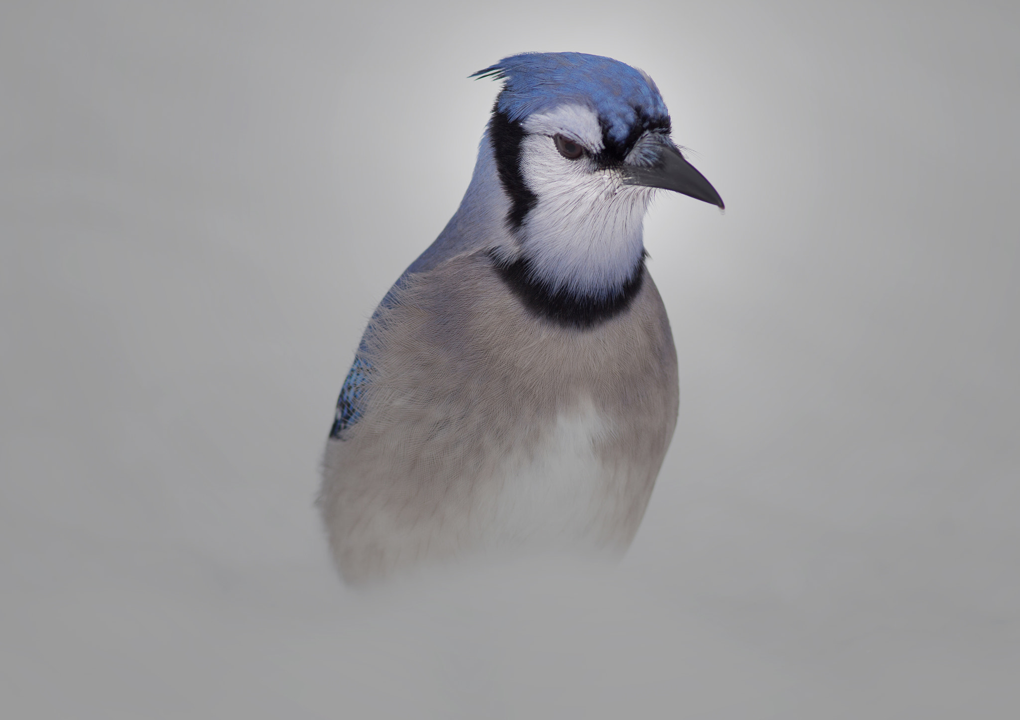 Canon EF 300mm F4L IS USM sample photo. Blue jay at -44 celsius photography