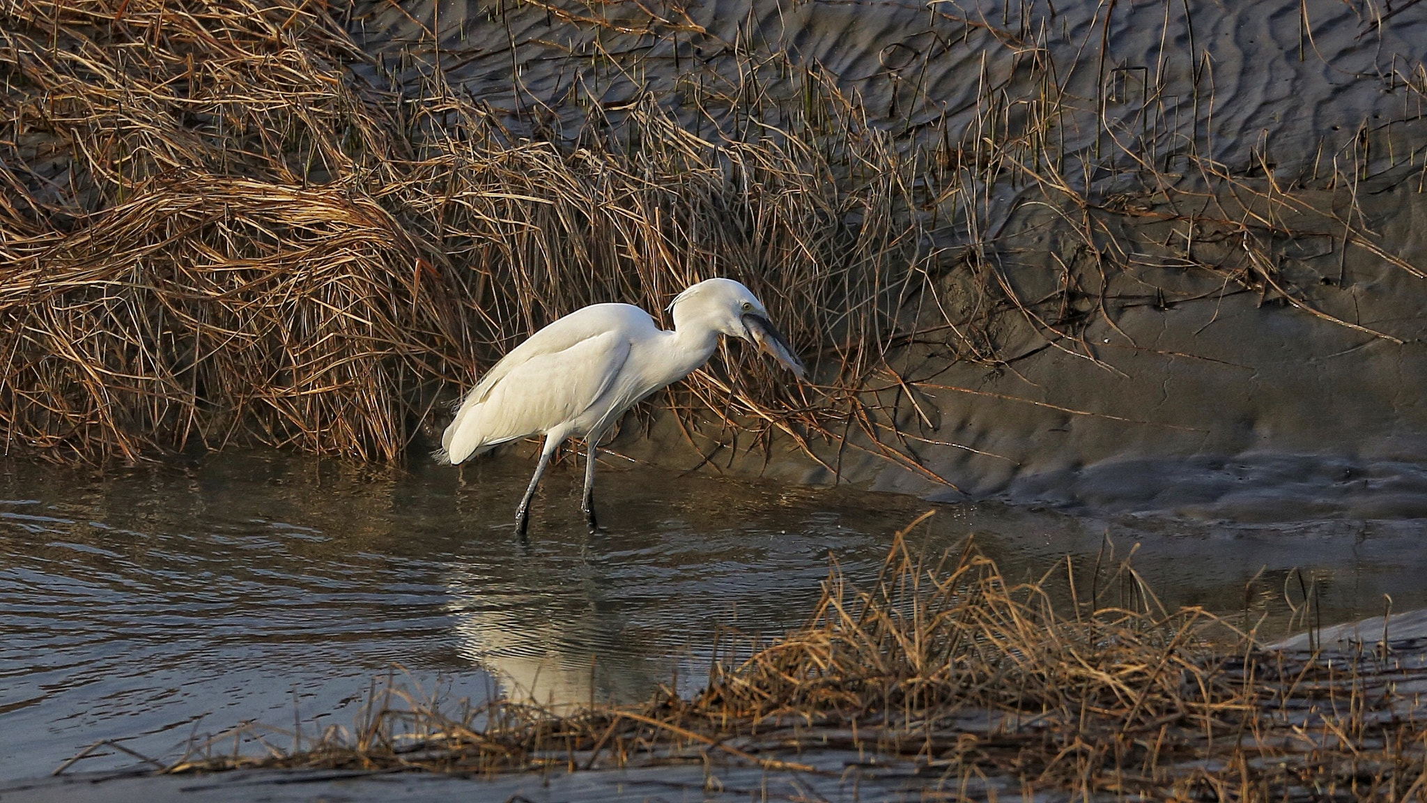 Canon EF 70-300mm F4-5.6L IS USM sample photo
