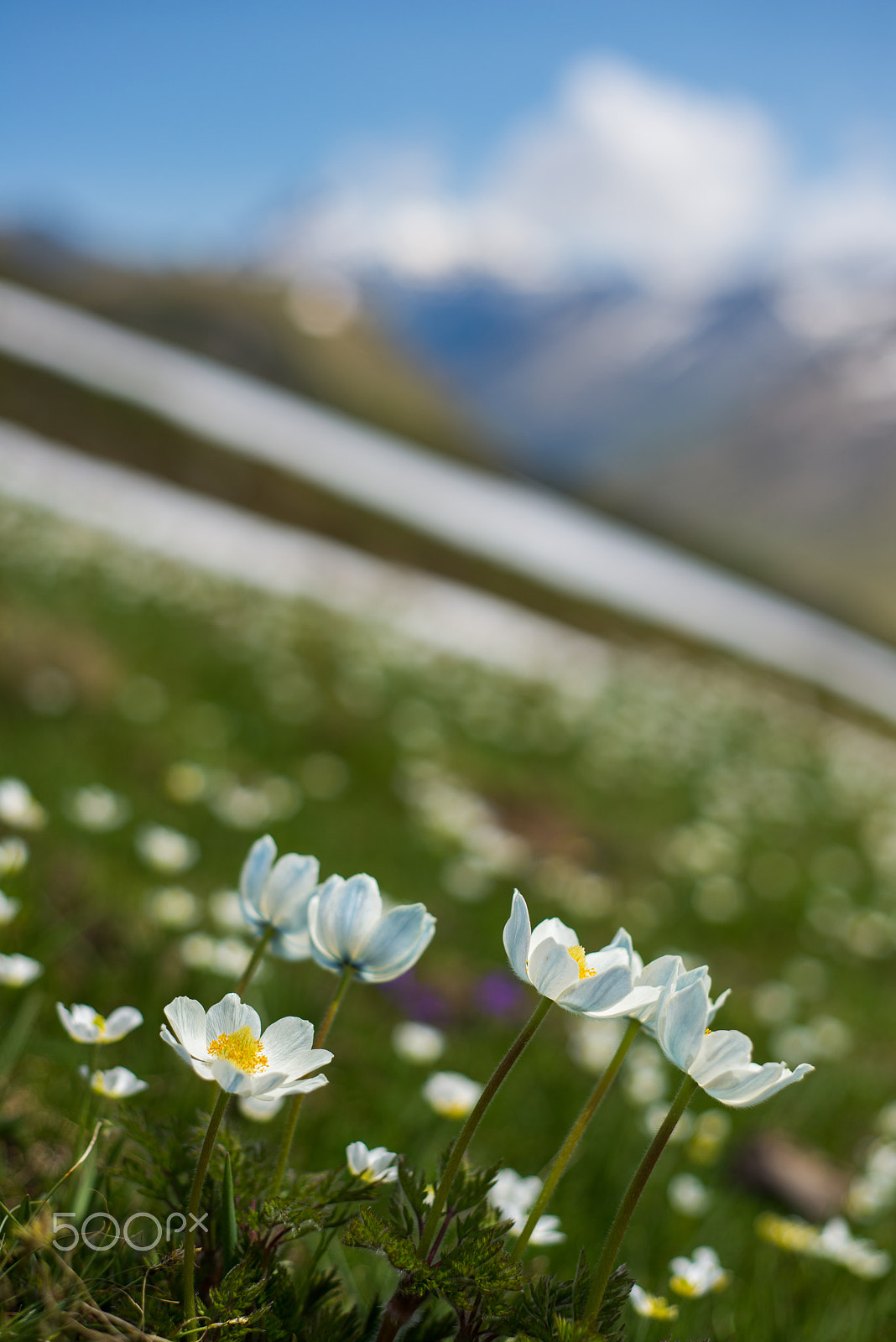 Nikon D600 + AF Nikkor 50mm f/1.8 sample photo. Spring in gran paradiso photography