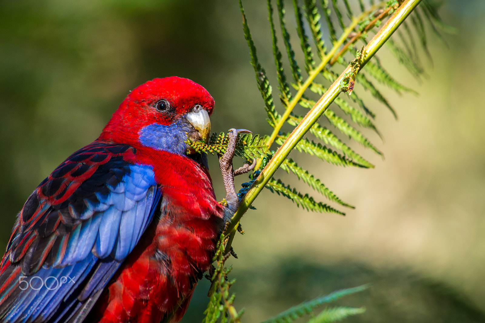 AF Zoom-Nikkor 80-200mm f/2.8 ED sample photo. Hungry parrot photography
