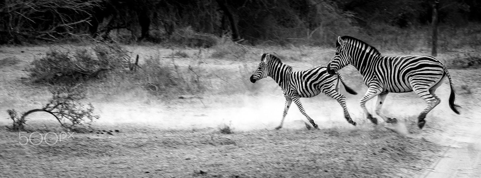 AF Zoom-Nikkor 80-200mm f/2.8 ED sample photo. Running zebras photography