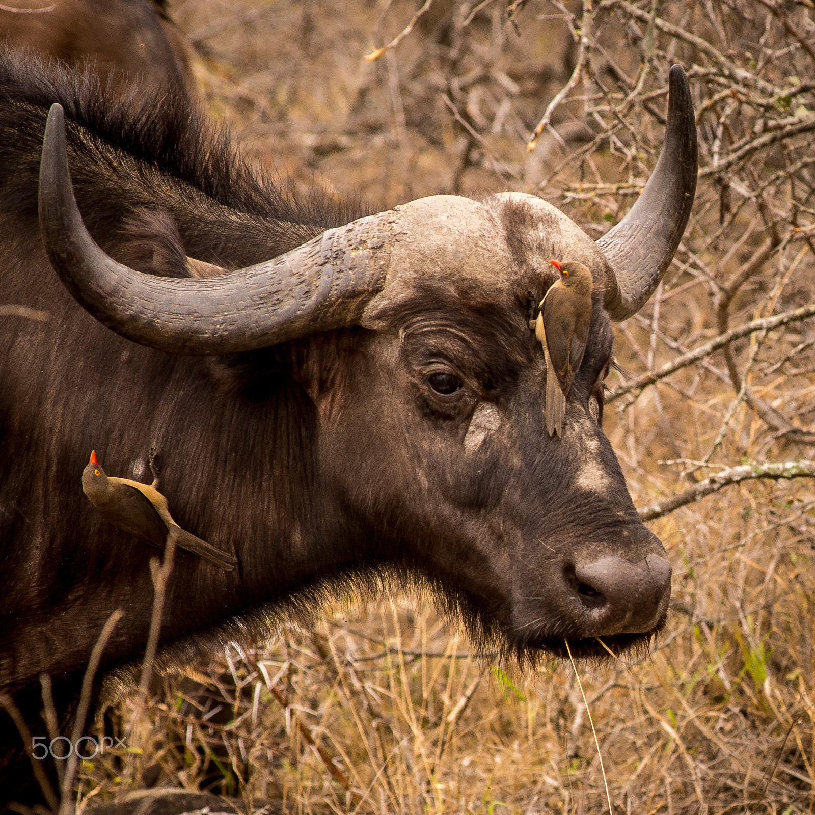 AF Zoom-Nikkor 80-200mm f/2.8 ED sample photo. Oxpeckers buffalo cleaning photography