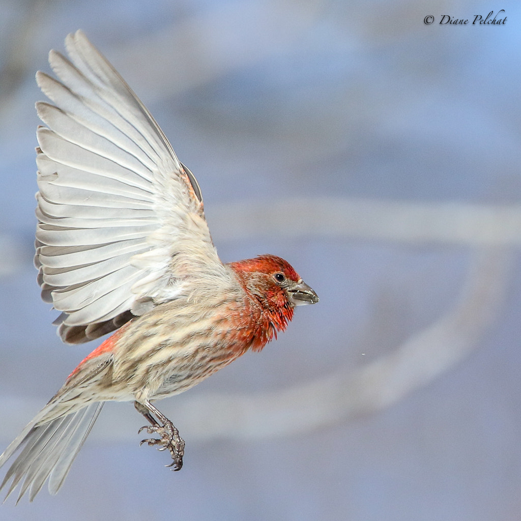 Canon EF 300mm F2.8L IS II USM sample photo. House finch photography