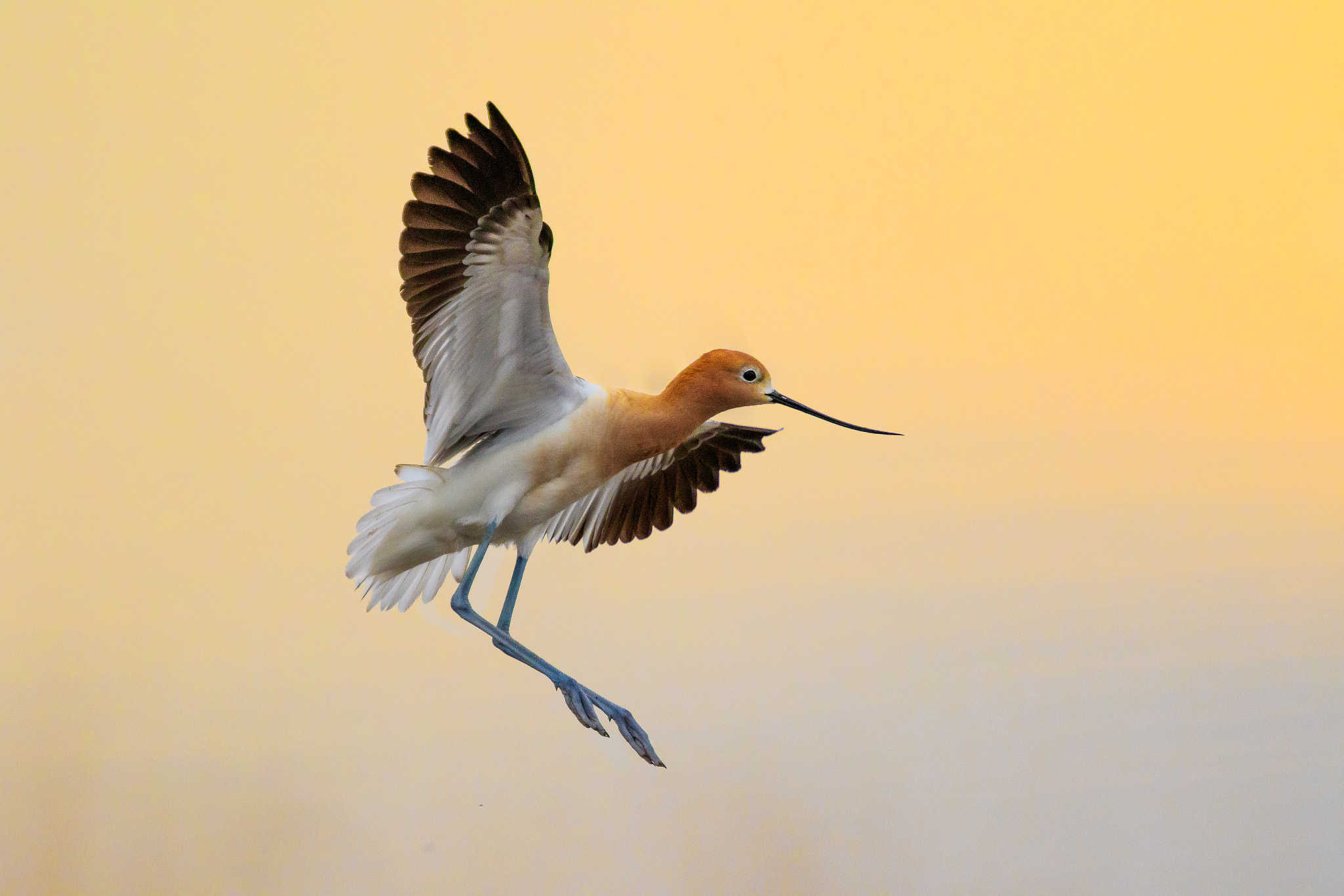 Canon EF 400mm F4 DO IS II USM sample photo. American avocet turning photography