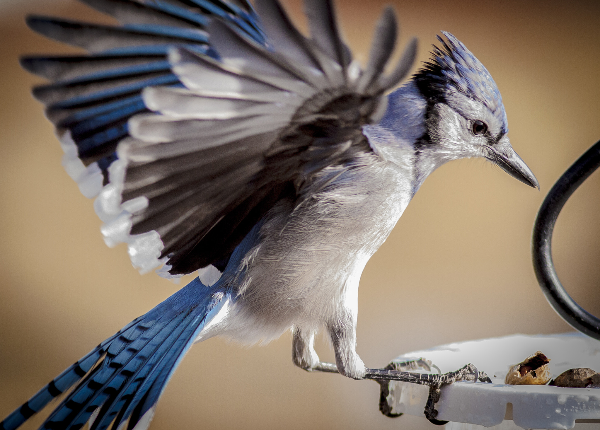 Canon EOS 50D + Canon EF 300mm F4L IS USM sample photo. Blue jay in action photography