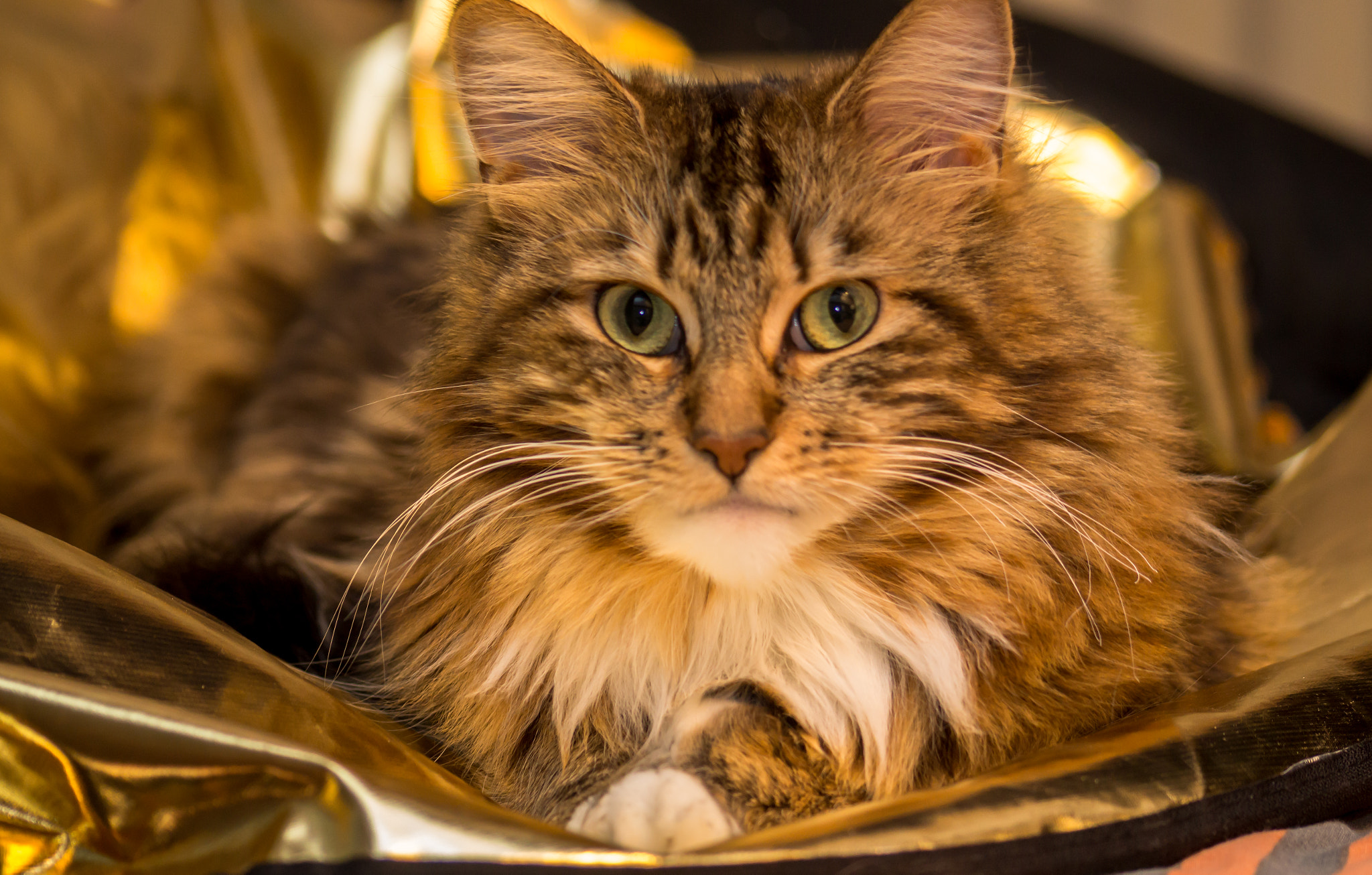 Sigma 70-300mm F4-5.6 DL Macro sample photo. Sheba photography