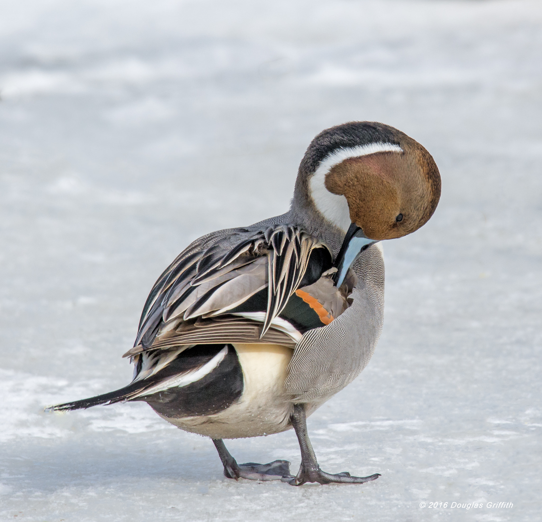 Nikon Nikkor AF-S 300mm F4E PF ED VR sample photo. Preening on ice: northern pintail (male) photography