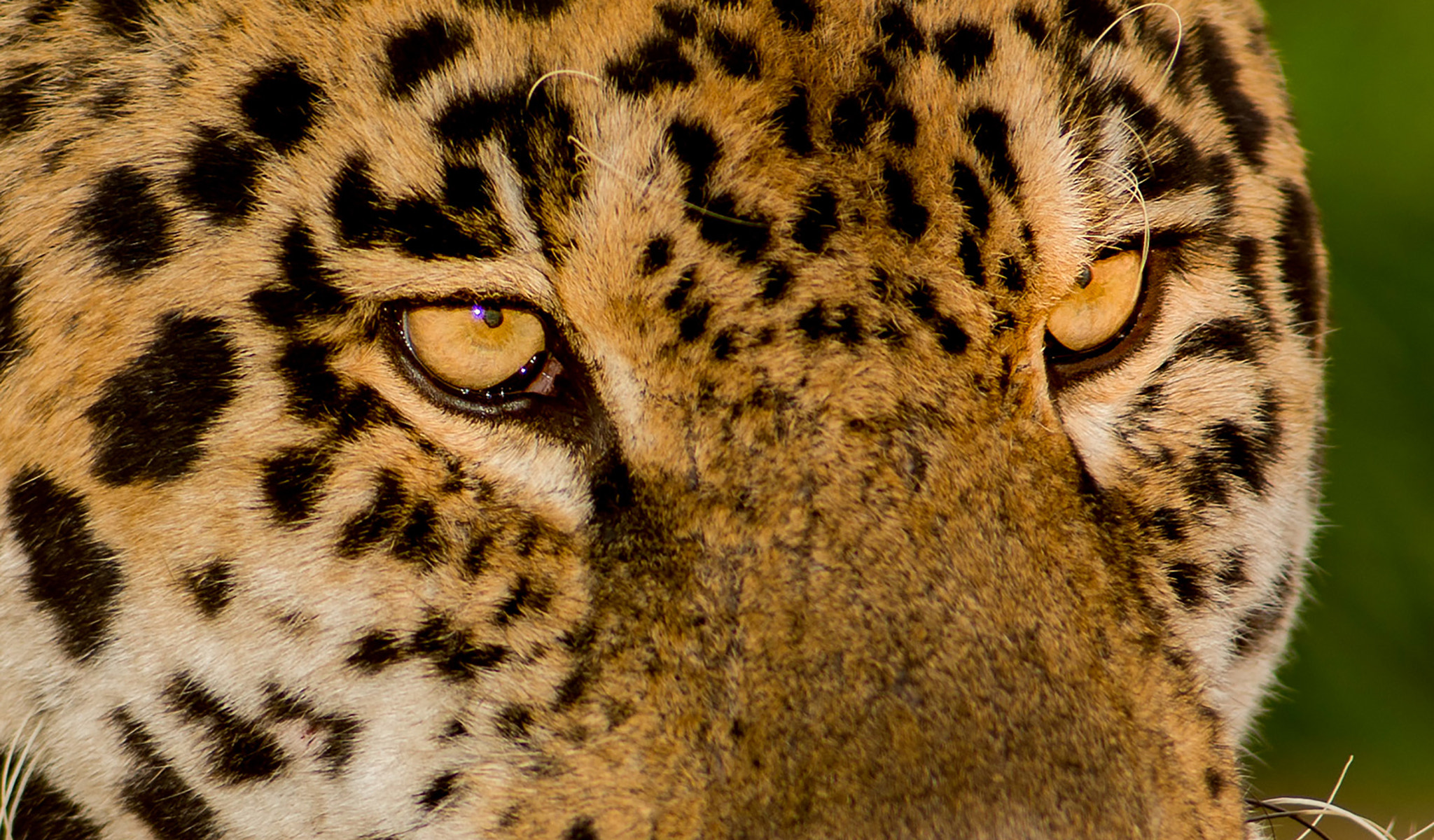 Nikon D800 + AF Nikkor 180mm f/2.8 IF-ED sample photo. Jaguar photography