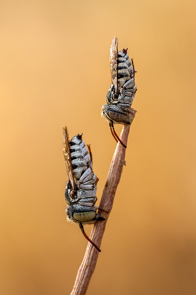 Canon EOS 40D + Canon EF 50mm F2.5 Macro sample photo. Brothers ! photography