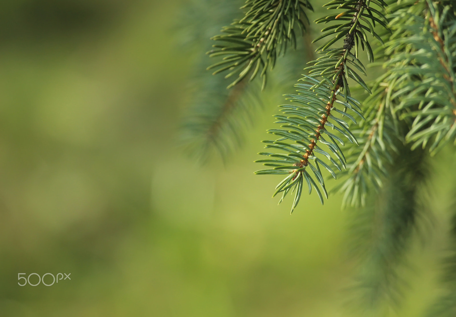 Canon EF 100-400mm F4.5-5.6L IS USM sample photo