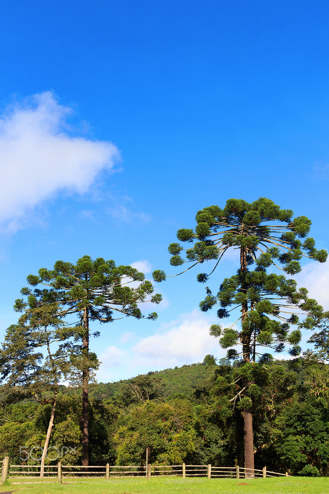 Canon EOS 60D + Canon EF 24mm F1.4L II USM sample photo. Araucaria angustifolia (brazilian pine), brazil photography