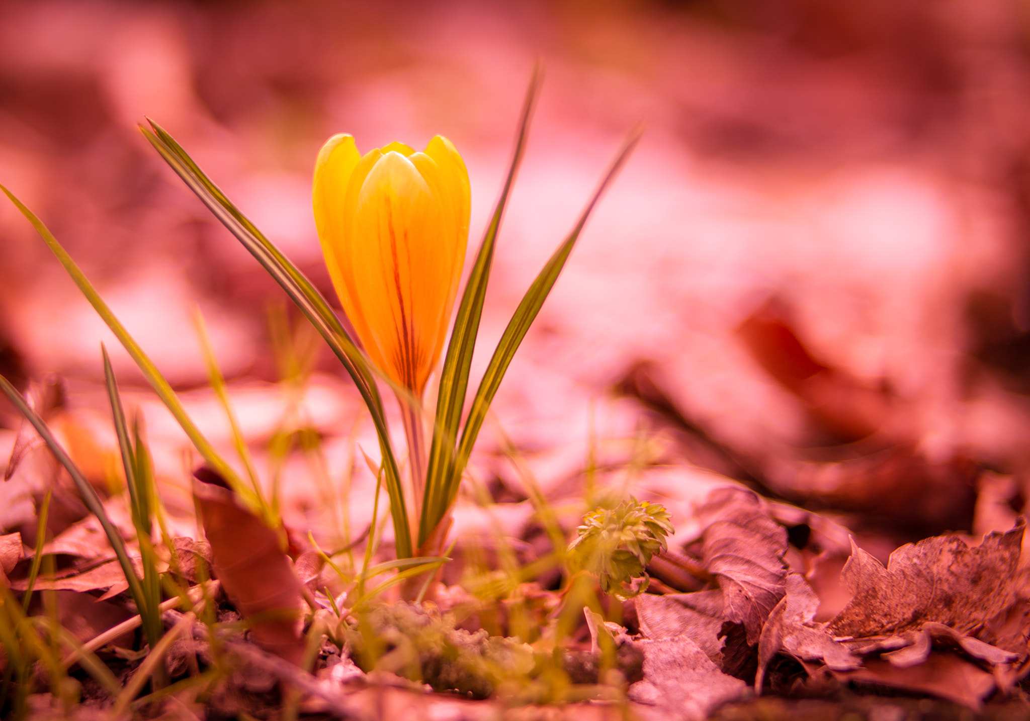Samsung NX30 + Samsung NX 45mm F1.8 sample photo. Crocus photography