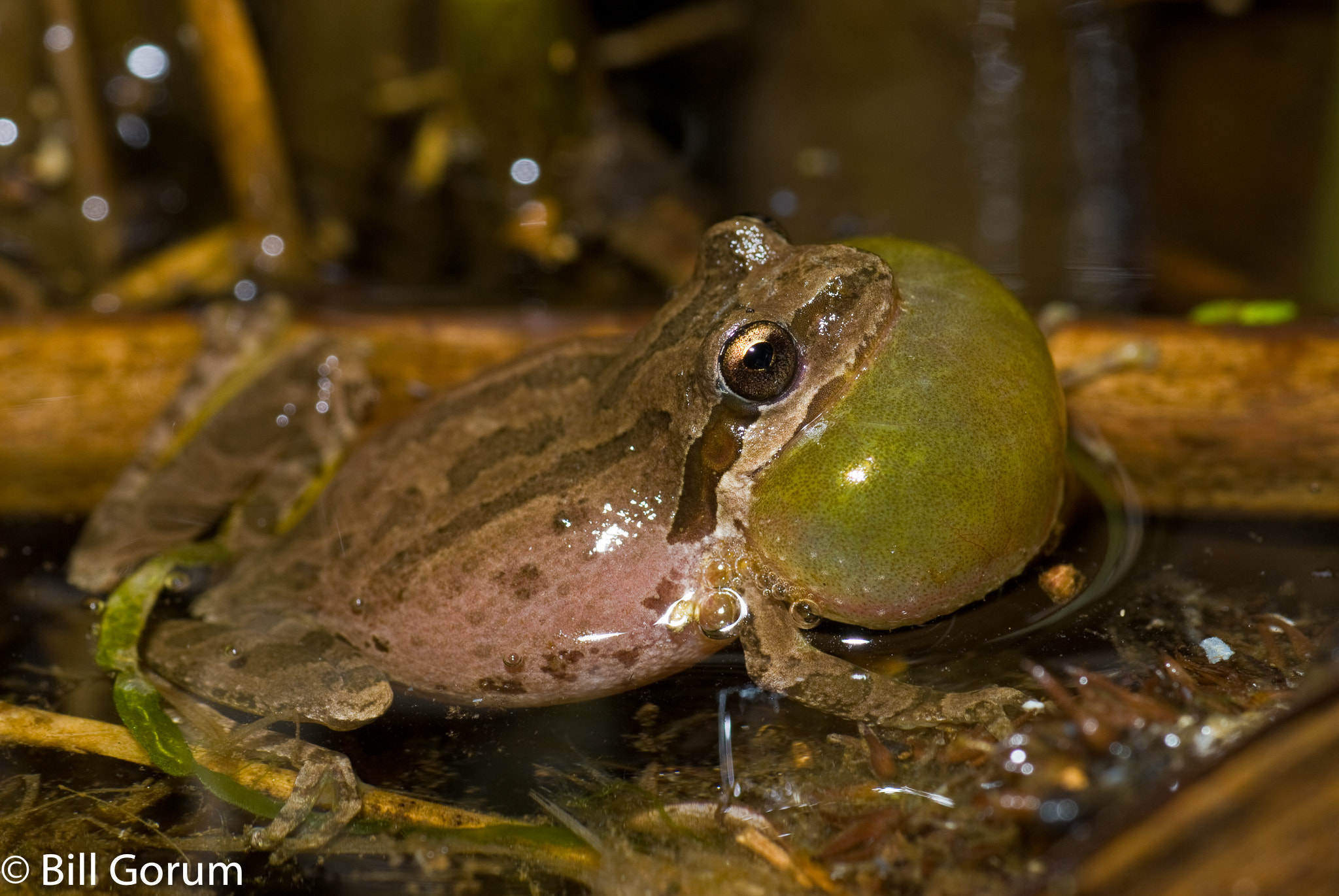 Nikon D200 sample photo. Calling male baja california chorus frog, photography
