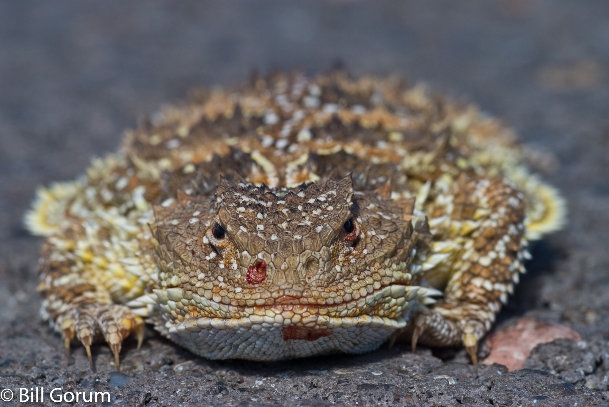 Nikon D200 sample photo. Mountain short-horned lizard, new mexico. photography