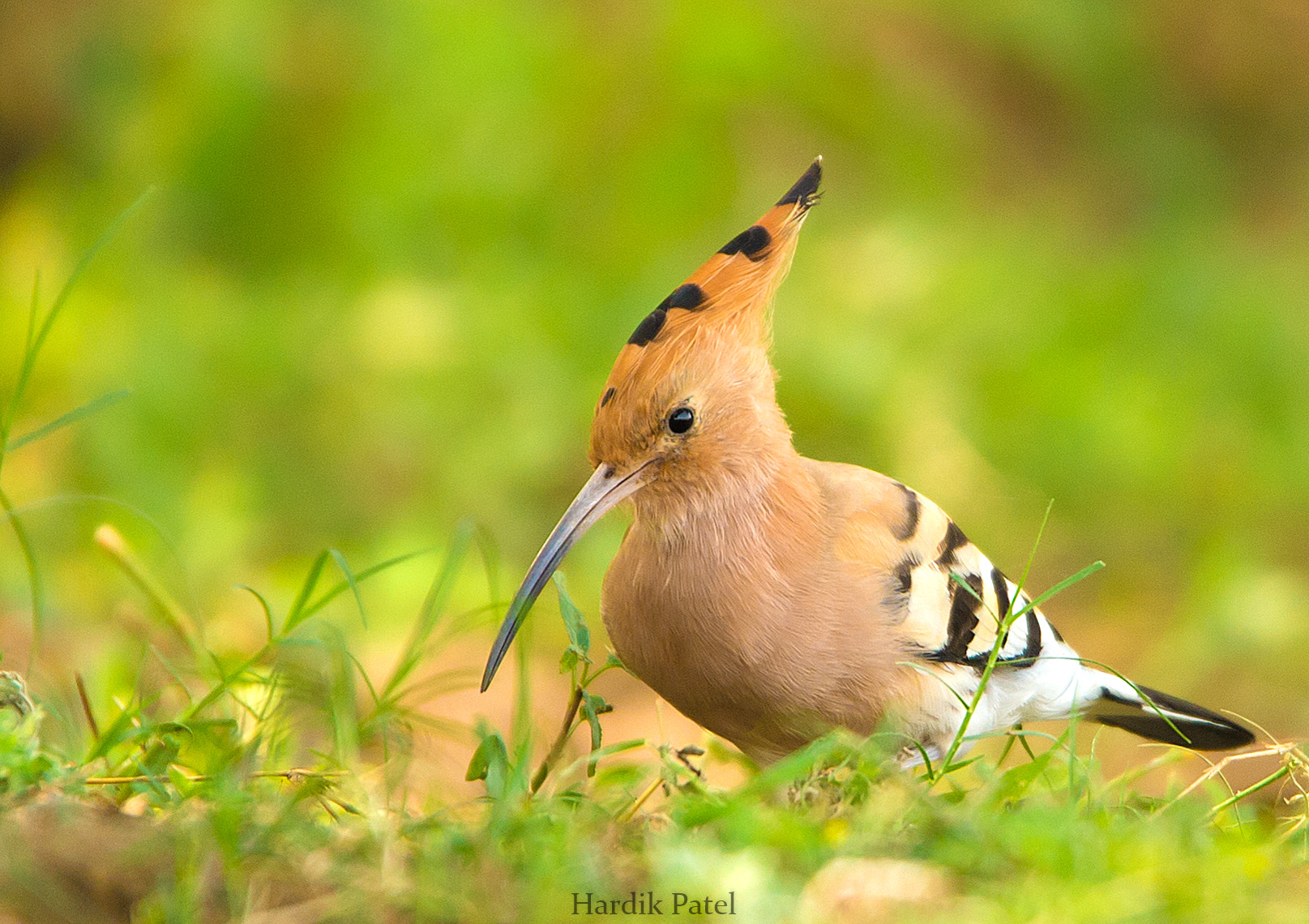 Nikon D4S sample photo. Common hoopoe photography