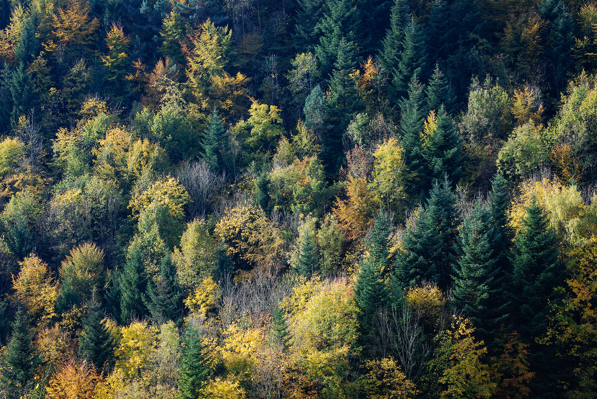 Nikon AF-S Nikkor 70-200mm F2.8G ED VR II sample photo. Forest photography