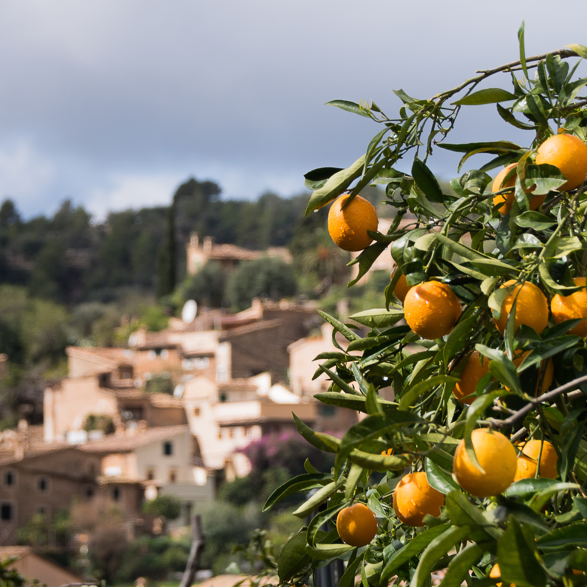 Sony ILCA-77M2 + Tamron AF 28-105mm F4-5.6 [IF] sample photo. Orangen auf mallorca photography