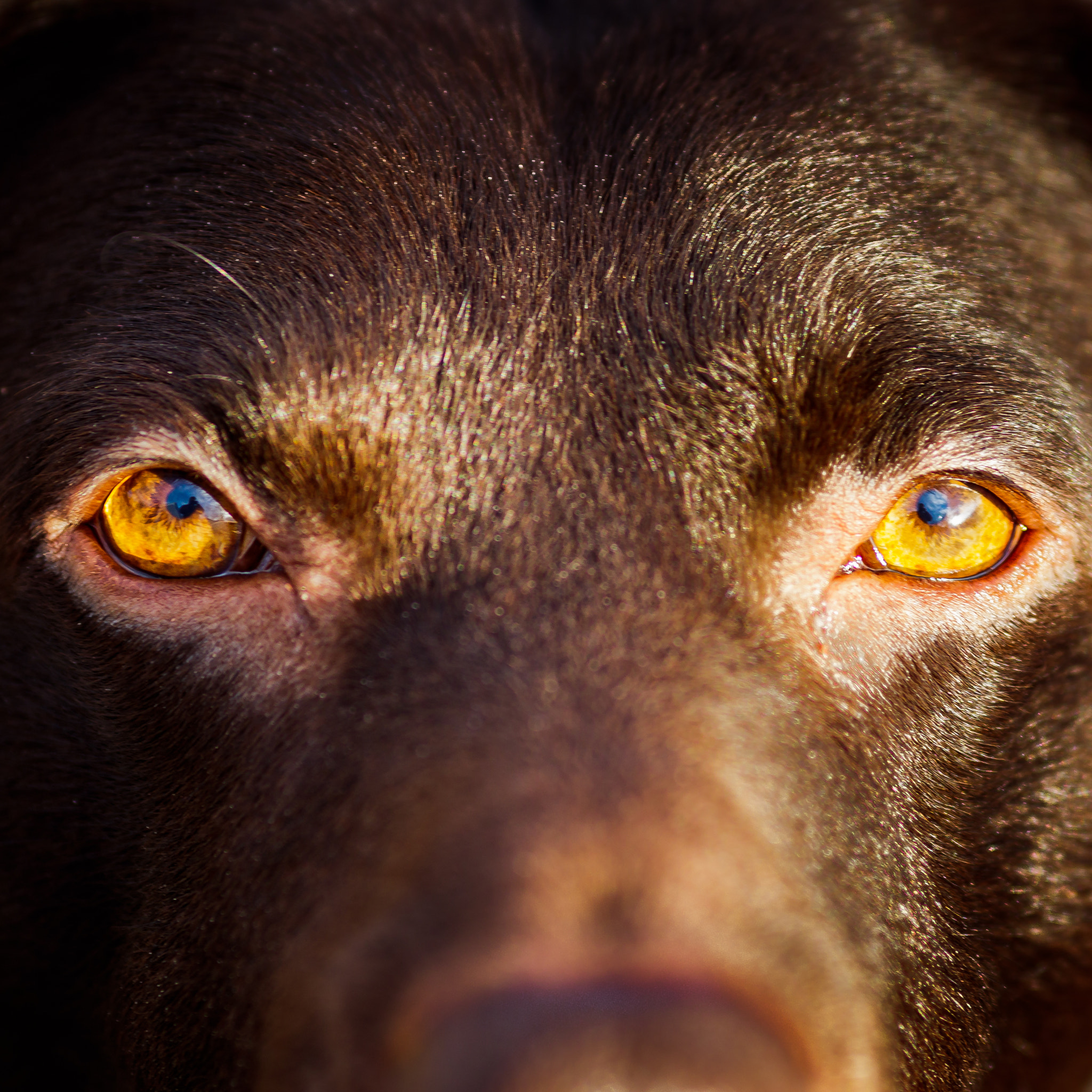 Canon EOS 7D Mark II + Canon EF 135mm F2L USM sample photo. Sunlit eyes photography