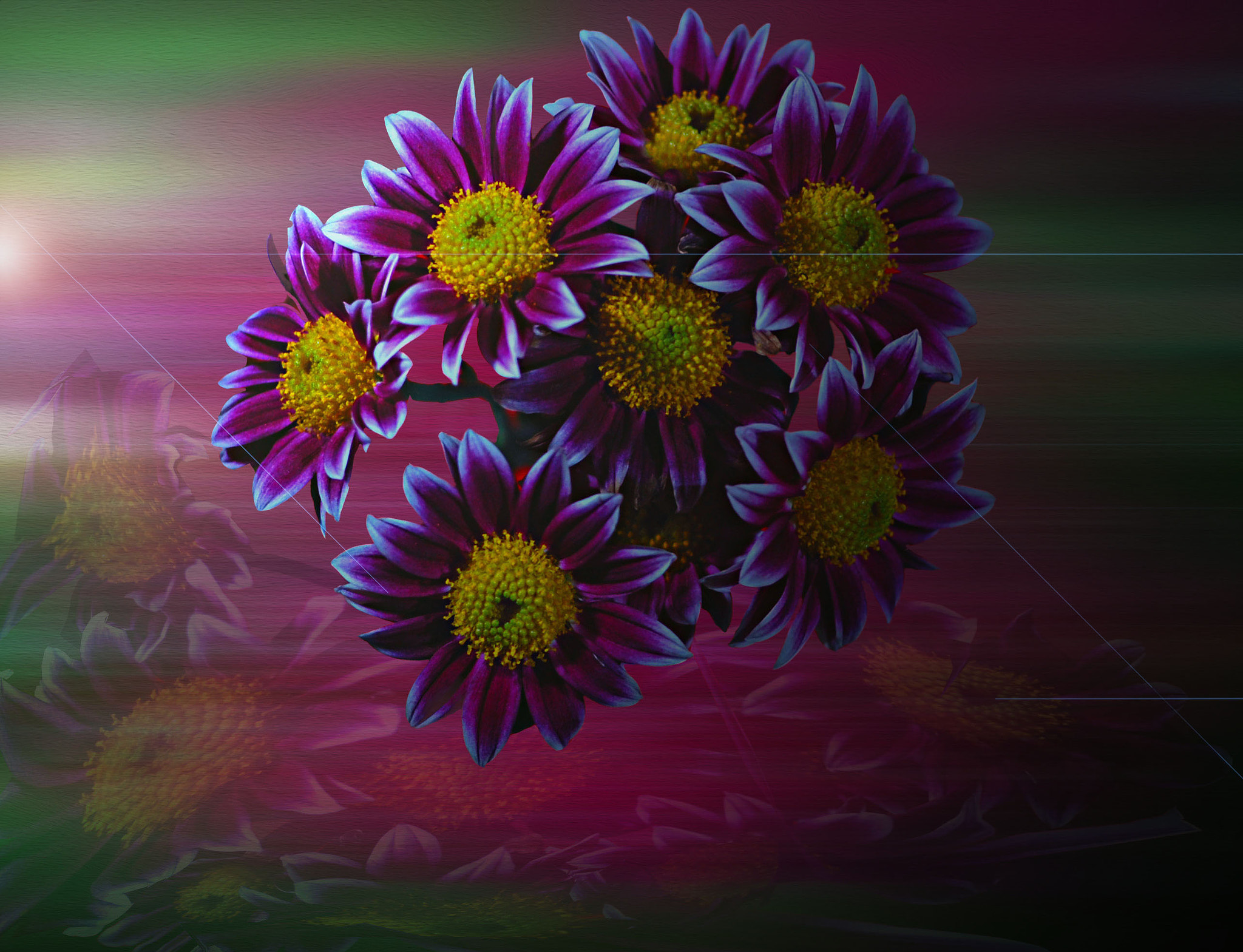 Samsung ST65 sample photo. Chrysanthemums photography