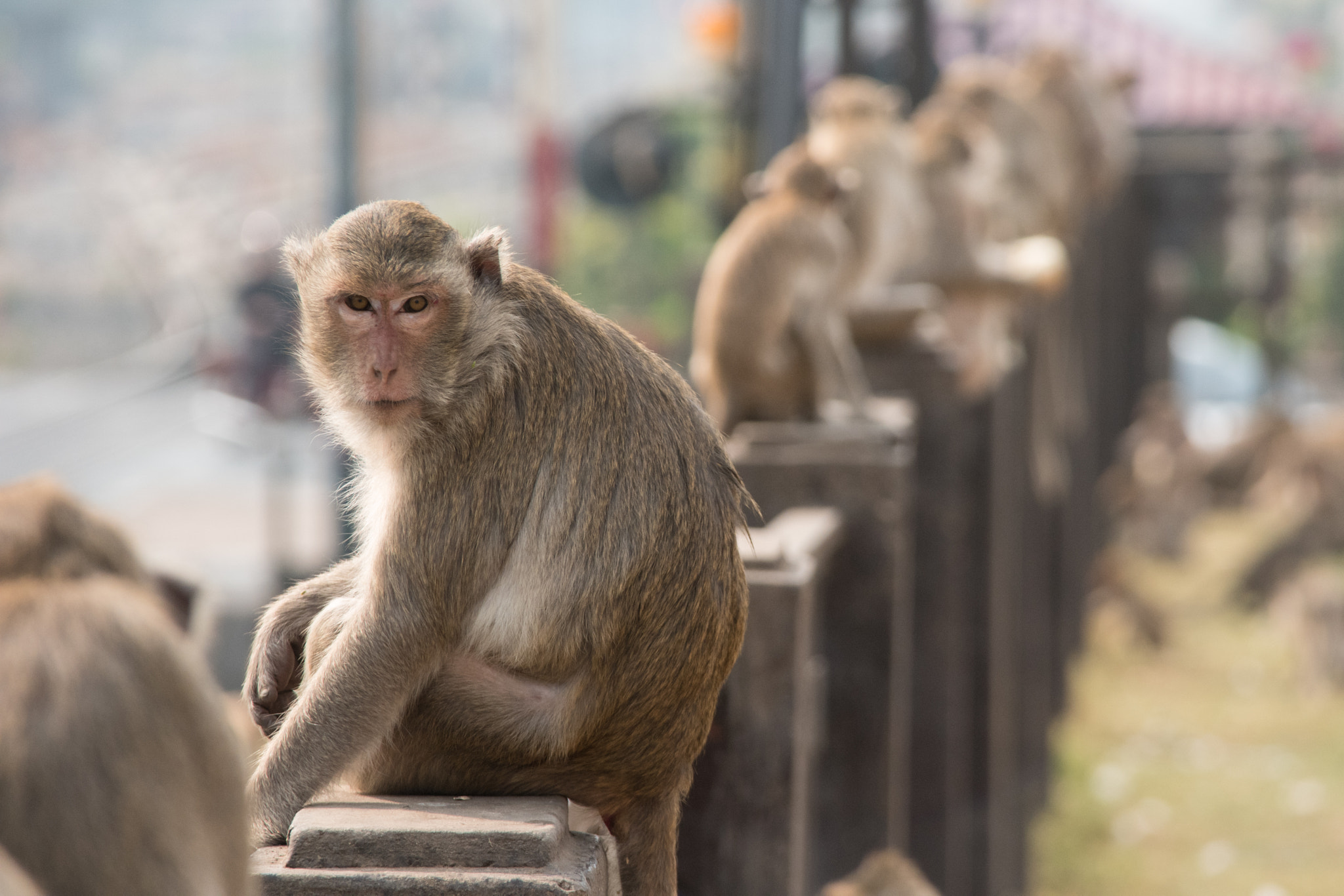 Samsung NX500 + Samsung NX 50-200mm F4-5.6 ED OIS sample photo. Long tailed macaque photography