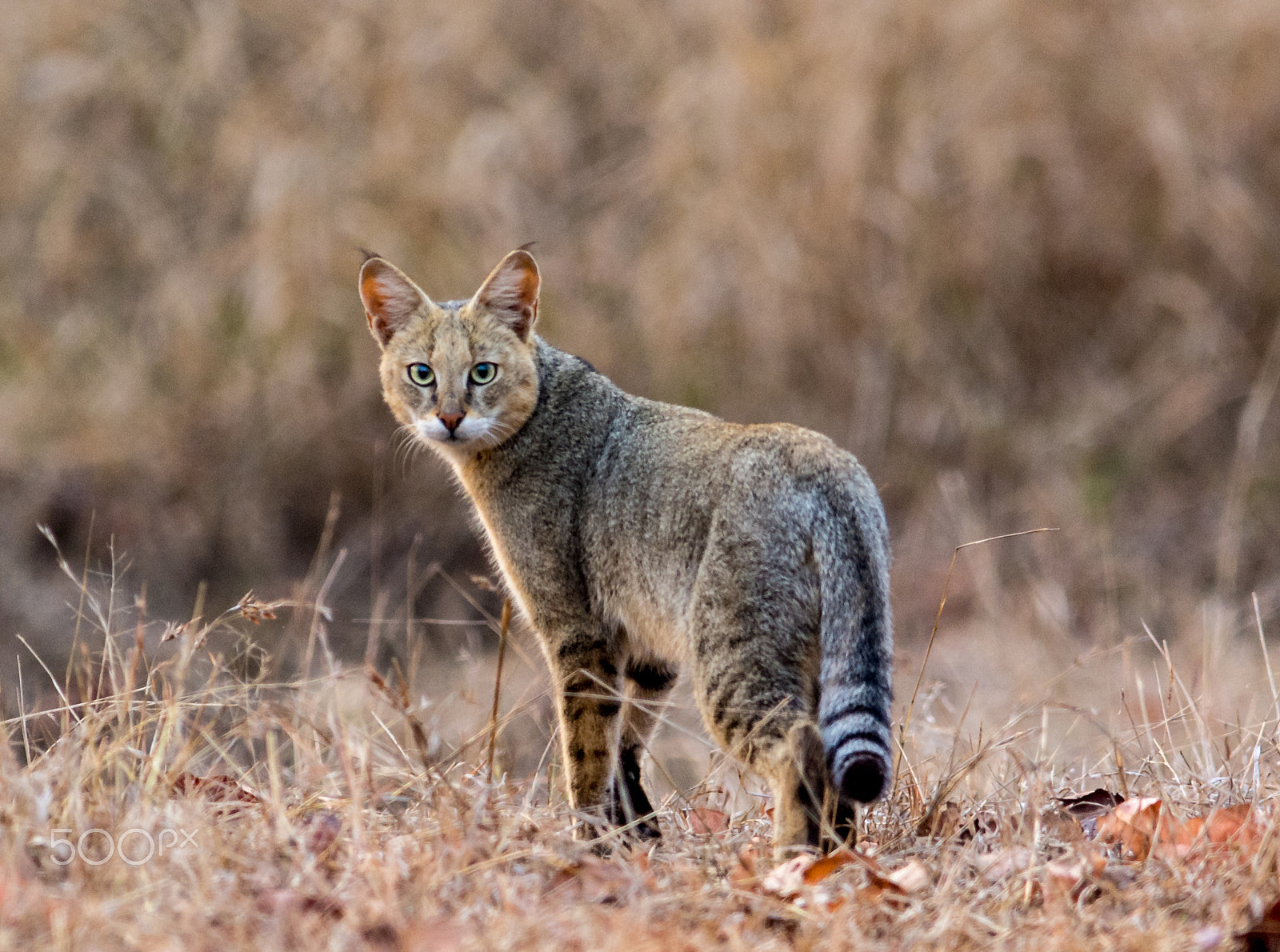 Nikon AF-S Nikkor 300mm F2.8G ED-IF VR sample photo. Jungle cat photography