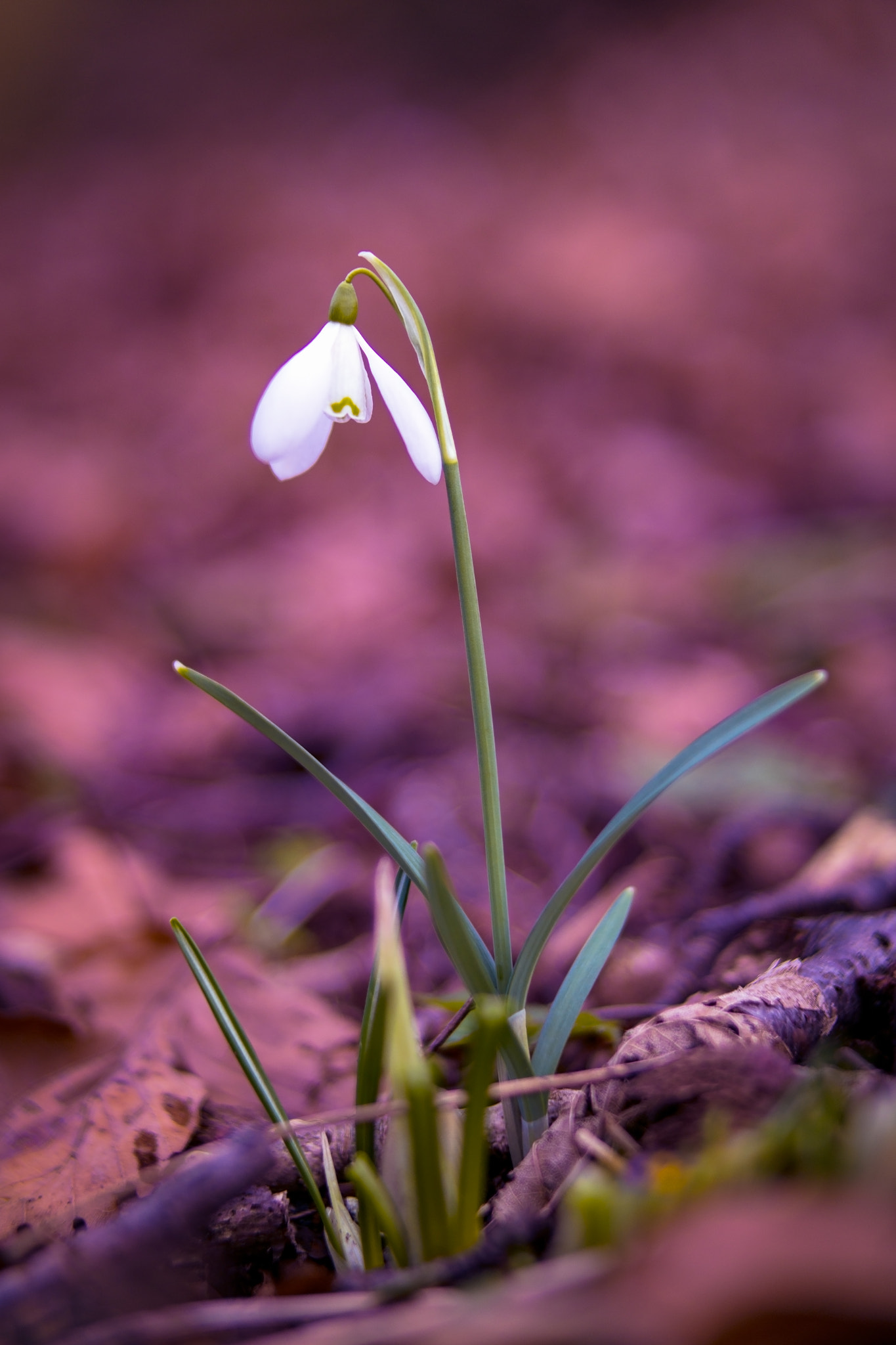 Samsung NX30 + Samsung NX 45mm F1.8 sample photo. Snowdrop photography