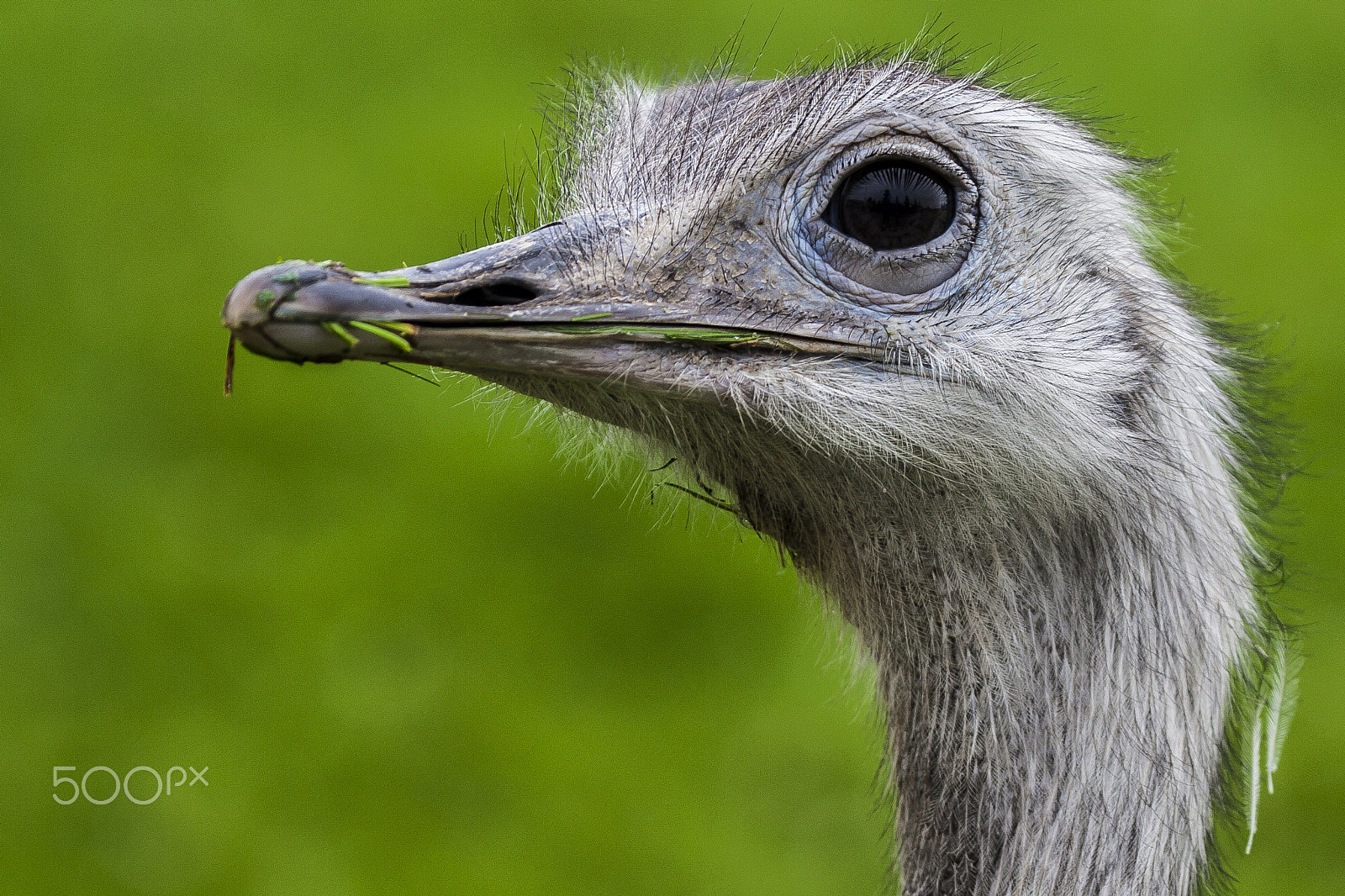 Canon EF 100-400mm F4.5-5.6L IS USM sample photo. Animal photography