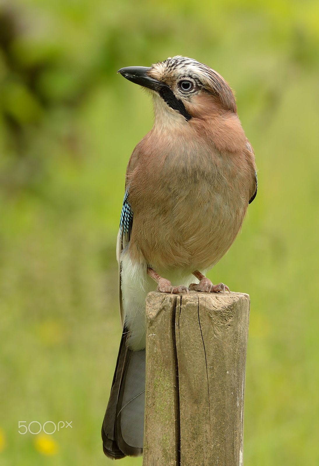 Sigma 150-600mm F5-6.3 DG OS HSM | S sample photo. 66039246.jpg photography